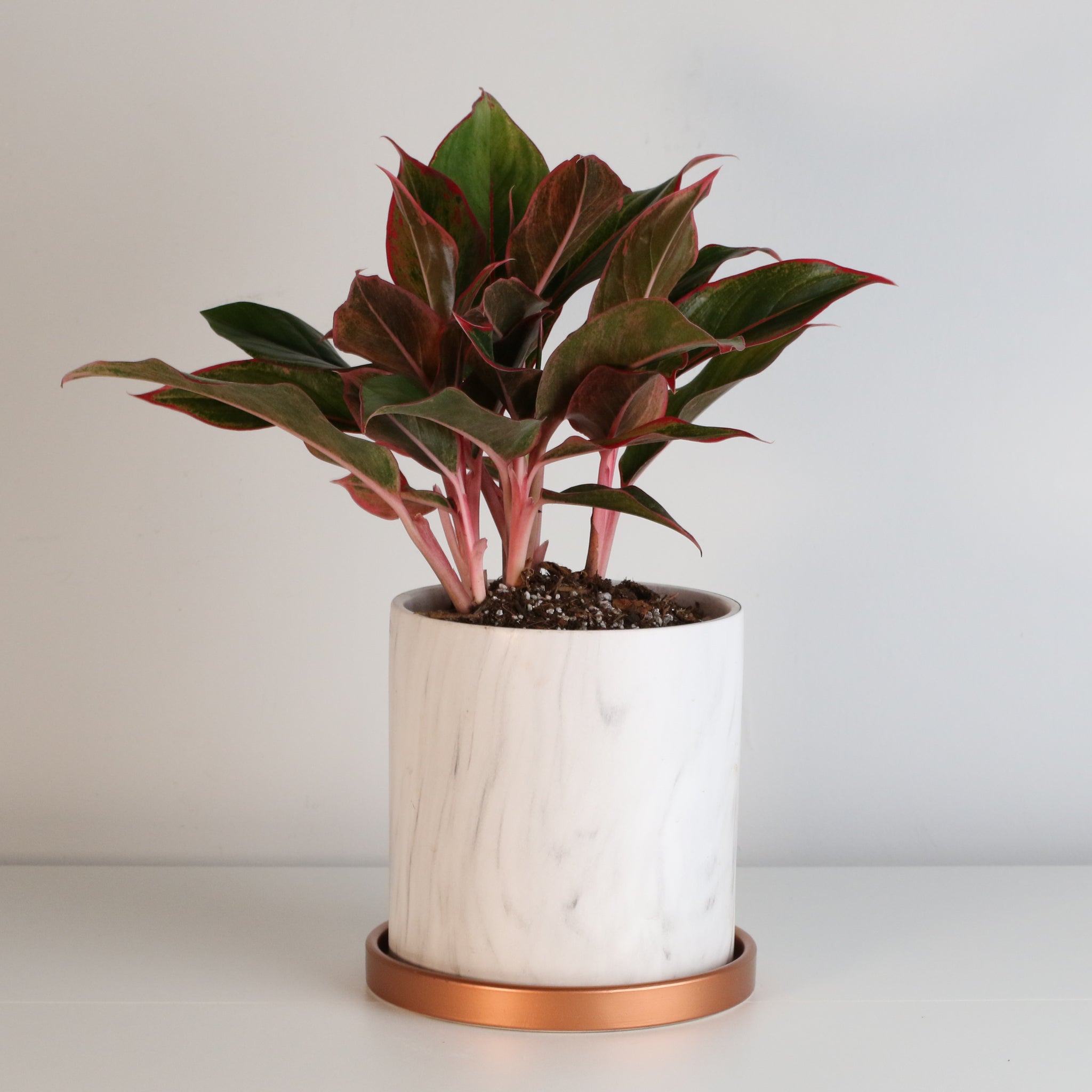Aglaonema Siam Pflanze