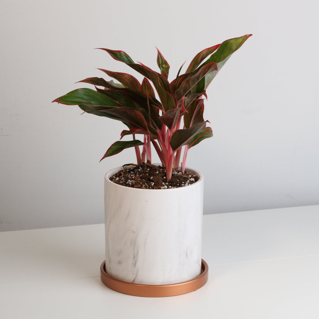 Aglaonema Siam Pflanze