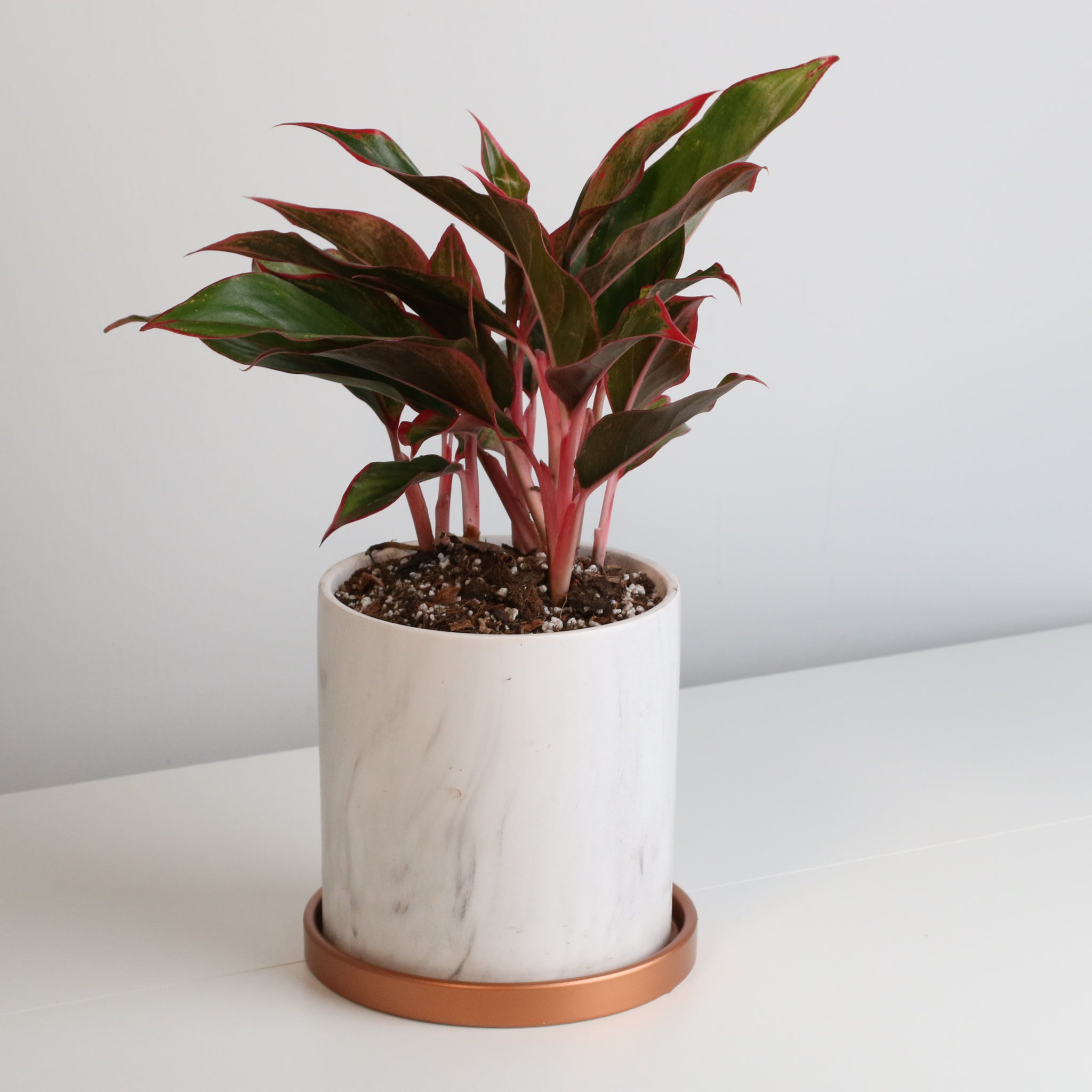 Aglaonema Siam Pflanze