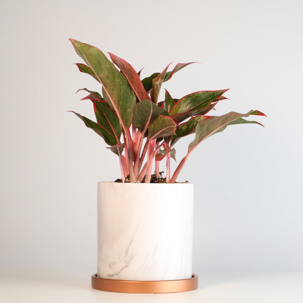 Aglaonema Siam Pflanze