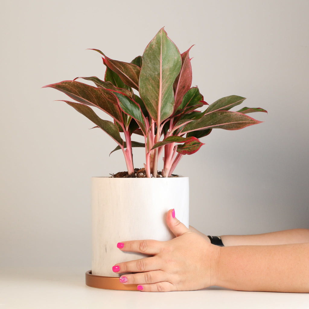 Aglaonema Siam Pflanze