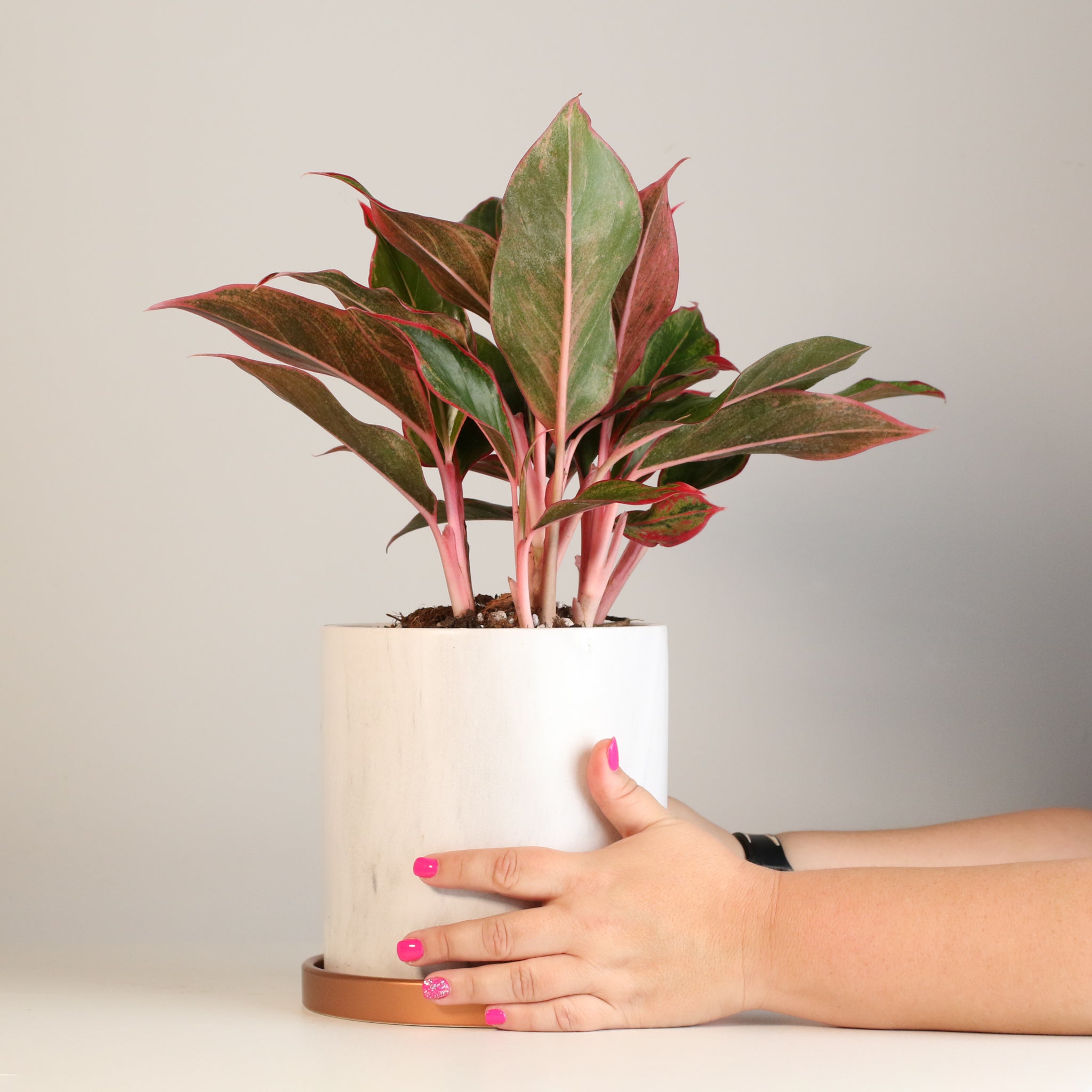 Aglaonema Siam Pflanze
