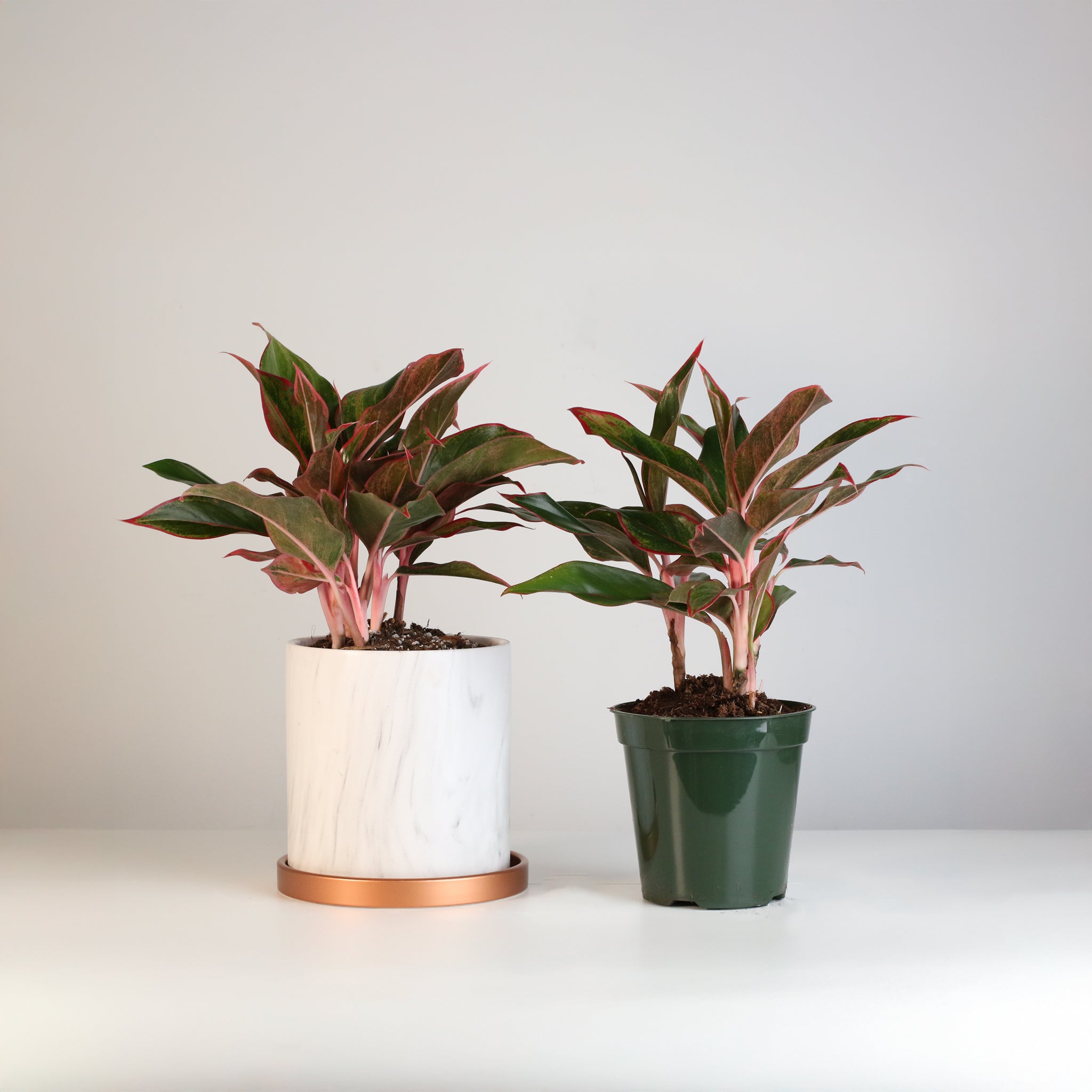 Aglaonema Siam Pflanze