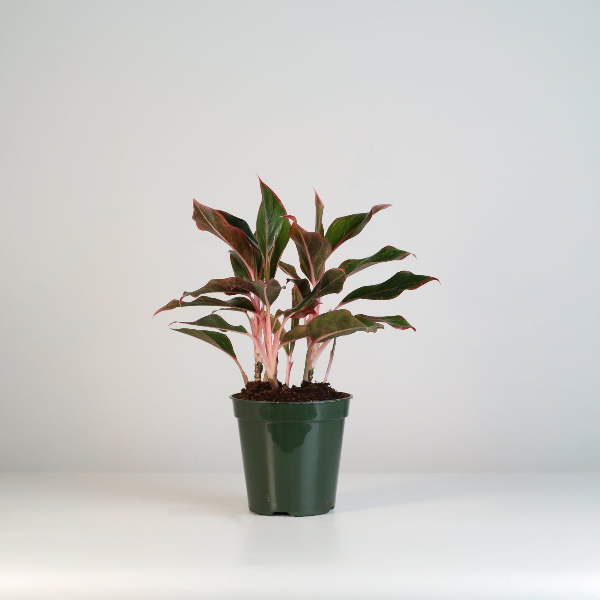 Aglaonema Siam Pflanze