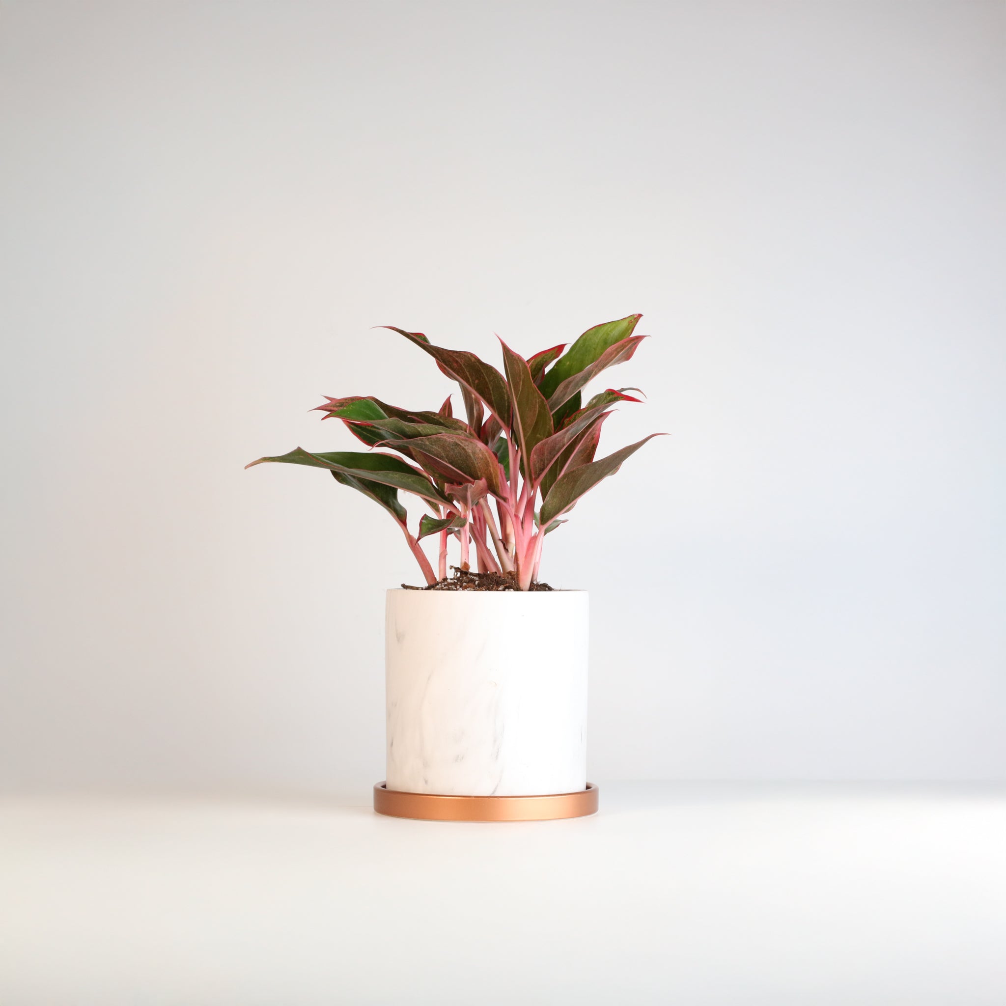 Aglaonema Siam Pflanze