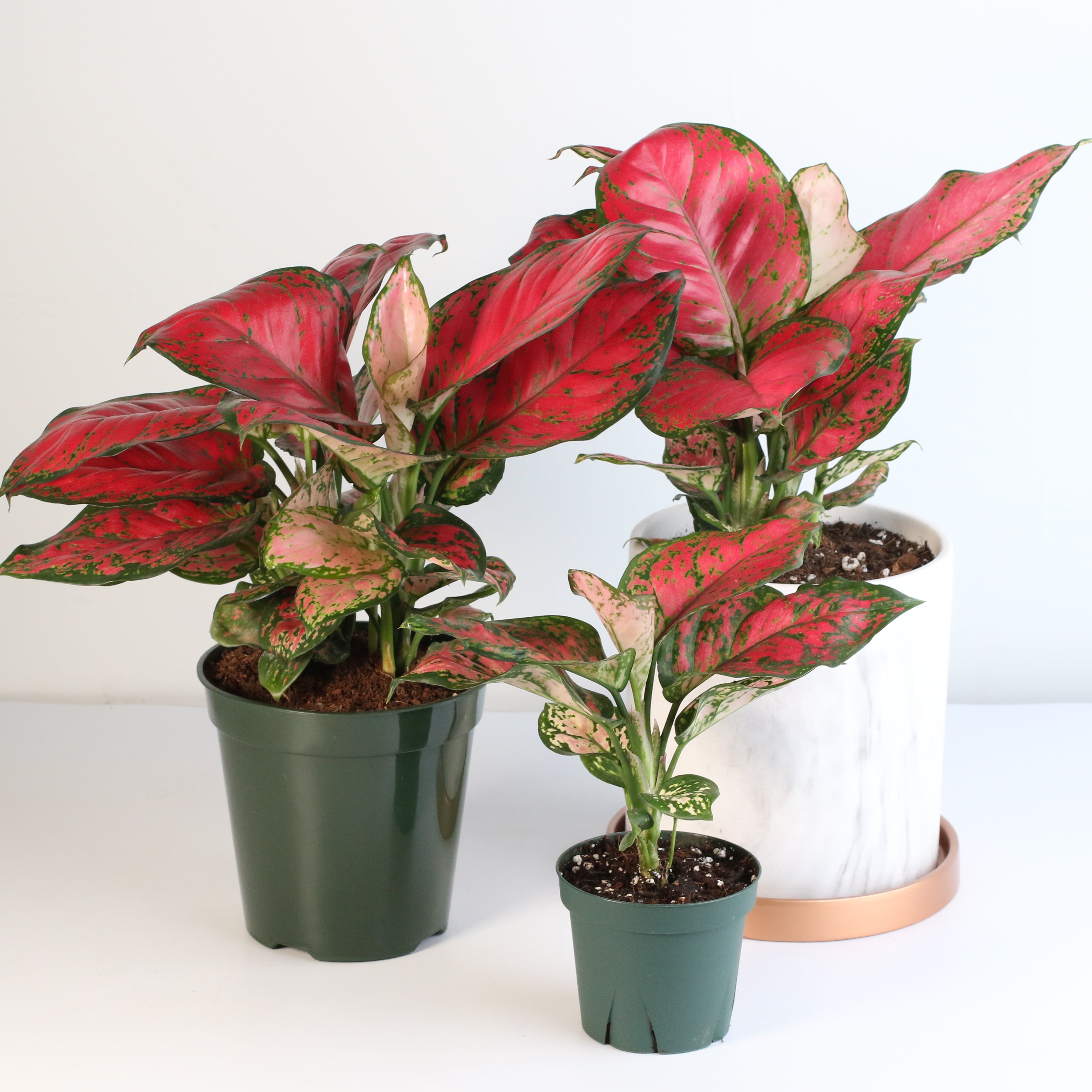 Aglaonema „Wishes“ – Pinkfarbene Pflanze