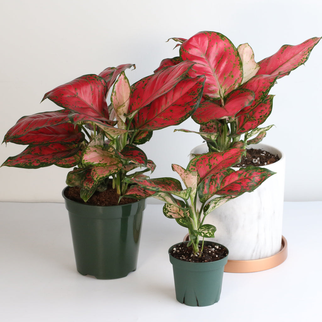 Aglaonema „Wishes“ – Pinkfarbene Pflanze