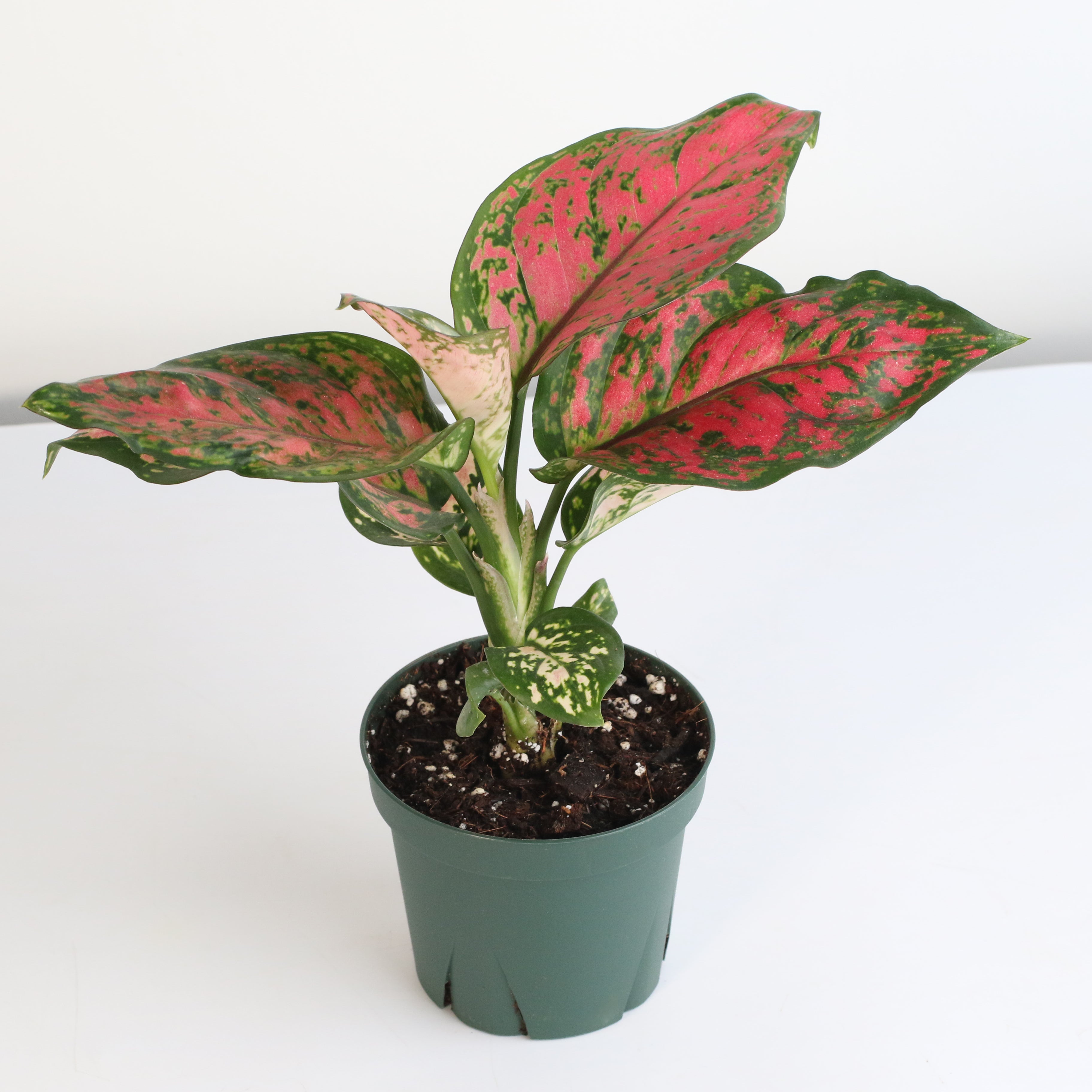 Aglaonema „Wishes“ – Pinkfarbene Pflanze