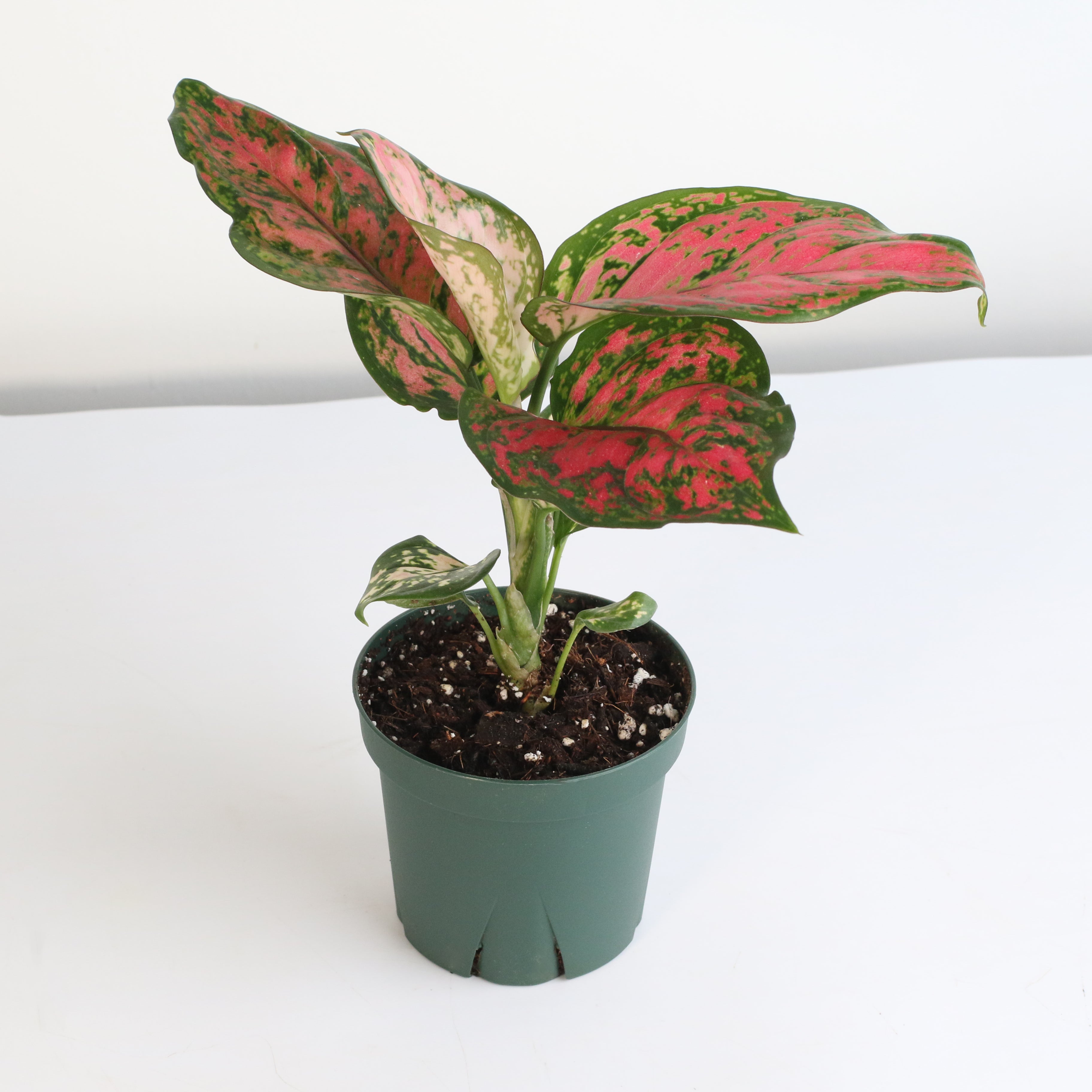 Aglaonema „Wishes“ – Pinkfarbene Pflanze