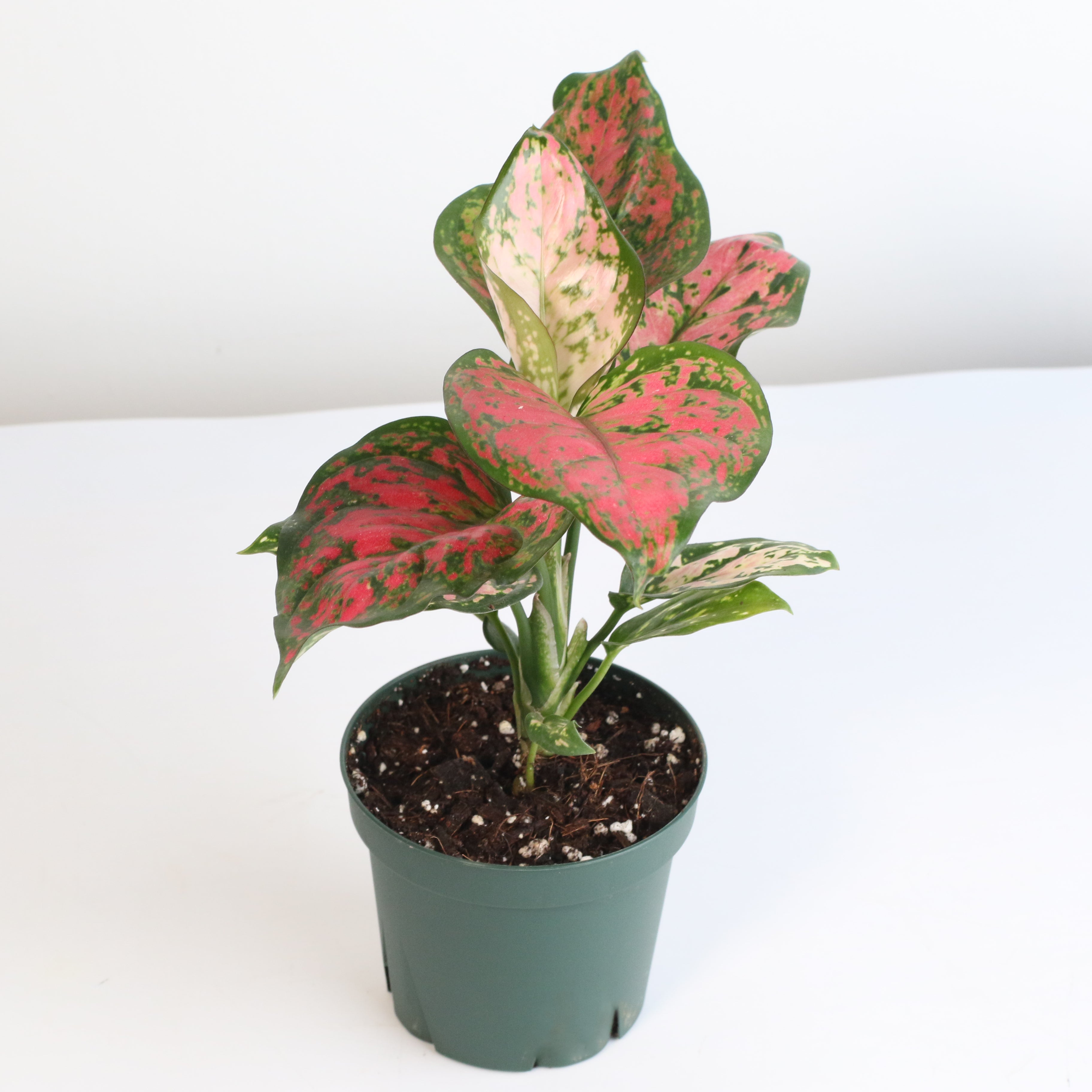 Aglaonema „Wishes“ – Pinkfarbene Pflanze