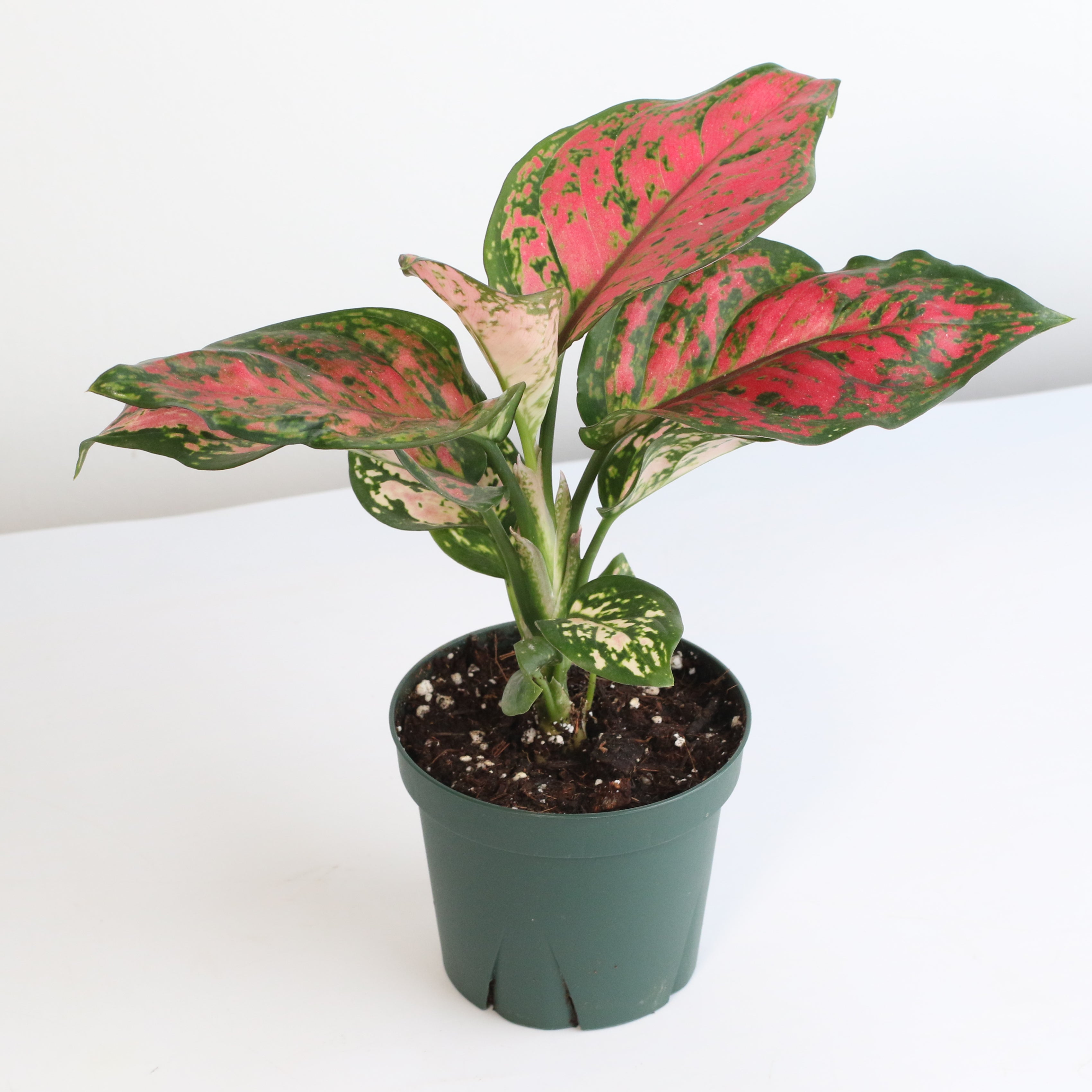 Aglaonema „Wishes“ – Pinkfarbene Pflanze