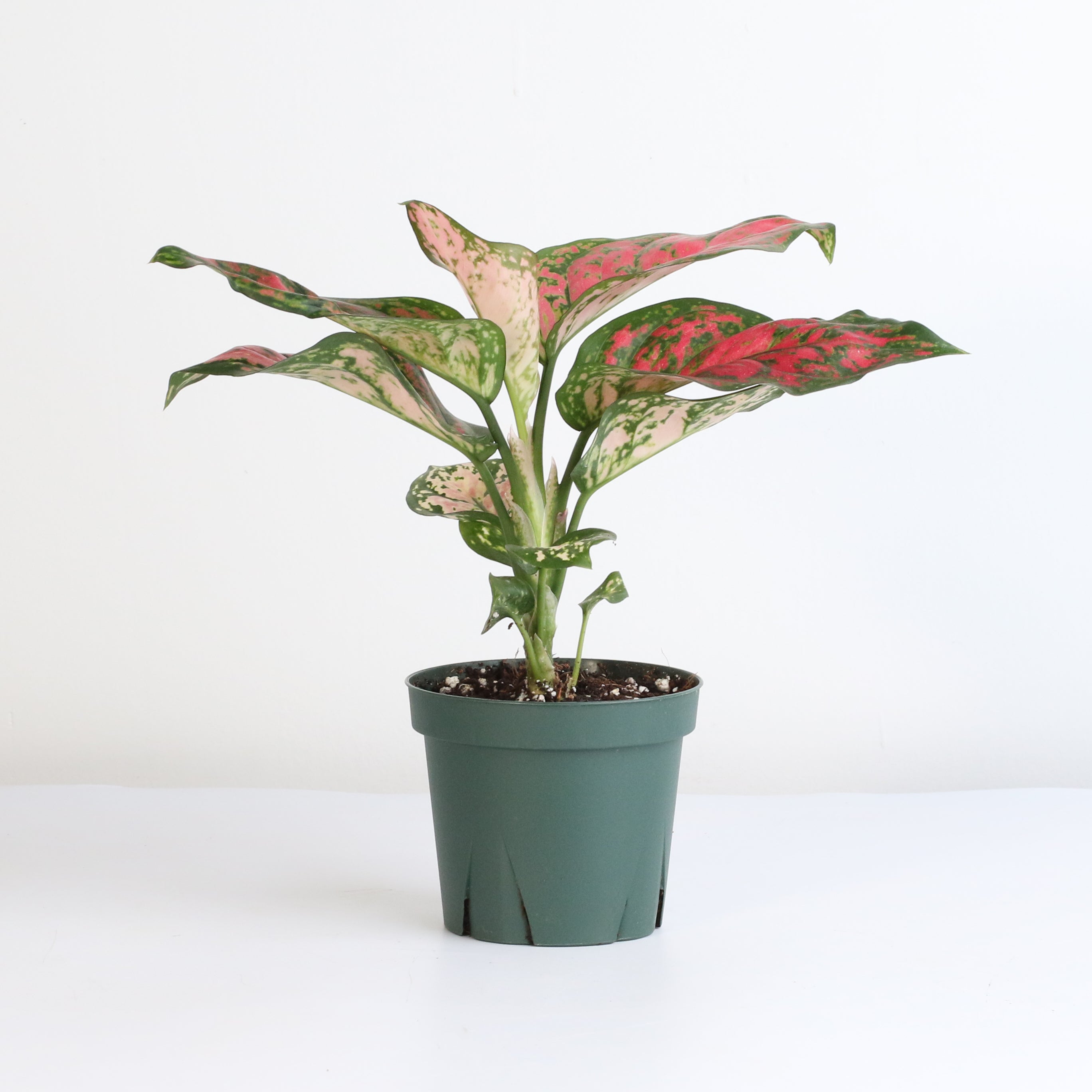 Aglaonema „Wishes“ – Pinkfarbene Pflanze