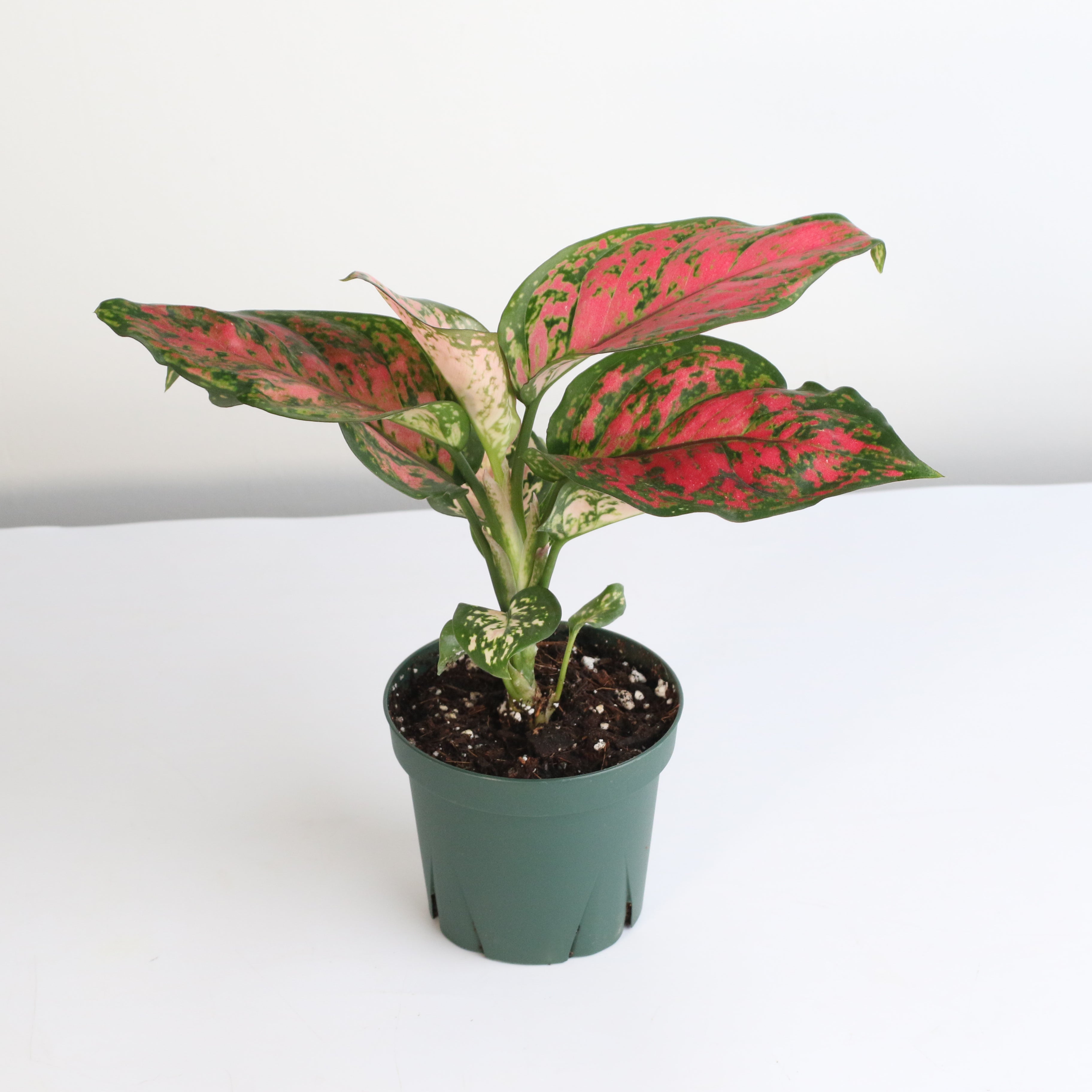 Aglaonema „Wishes“ – Pinkfarbene Pflanze