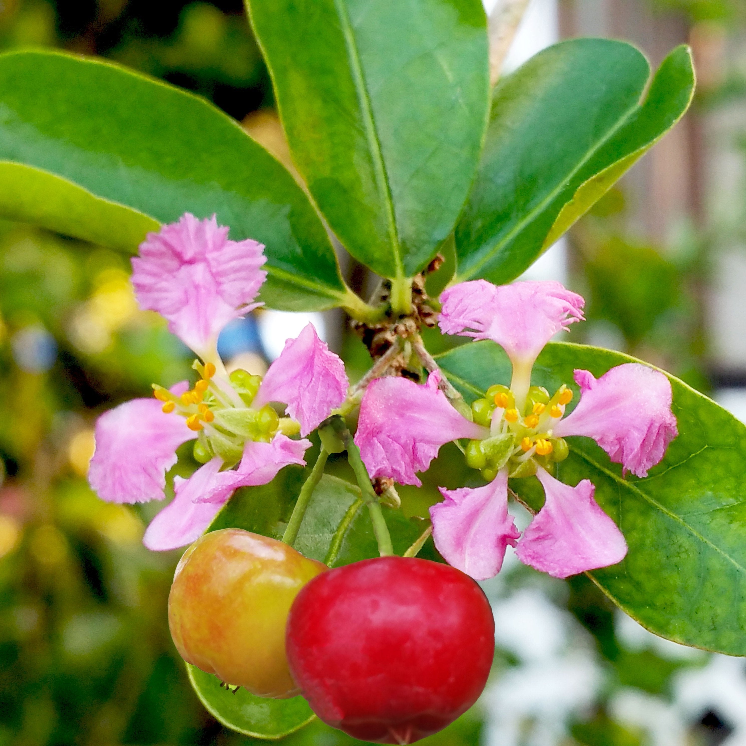 Barbados-Kirsche – Malpighia glabra