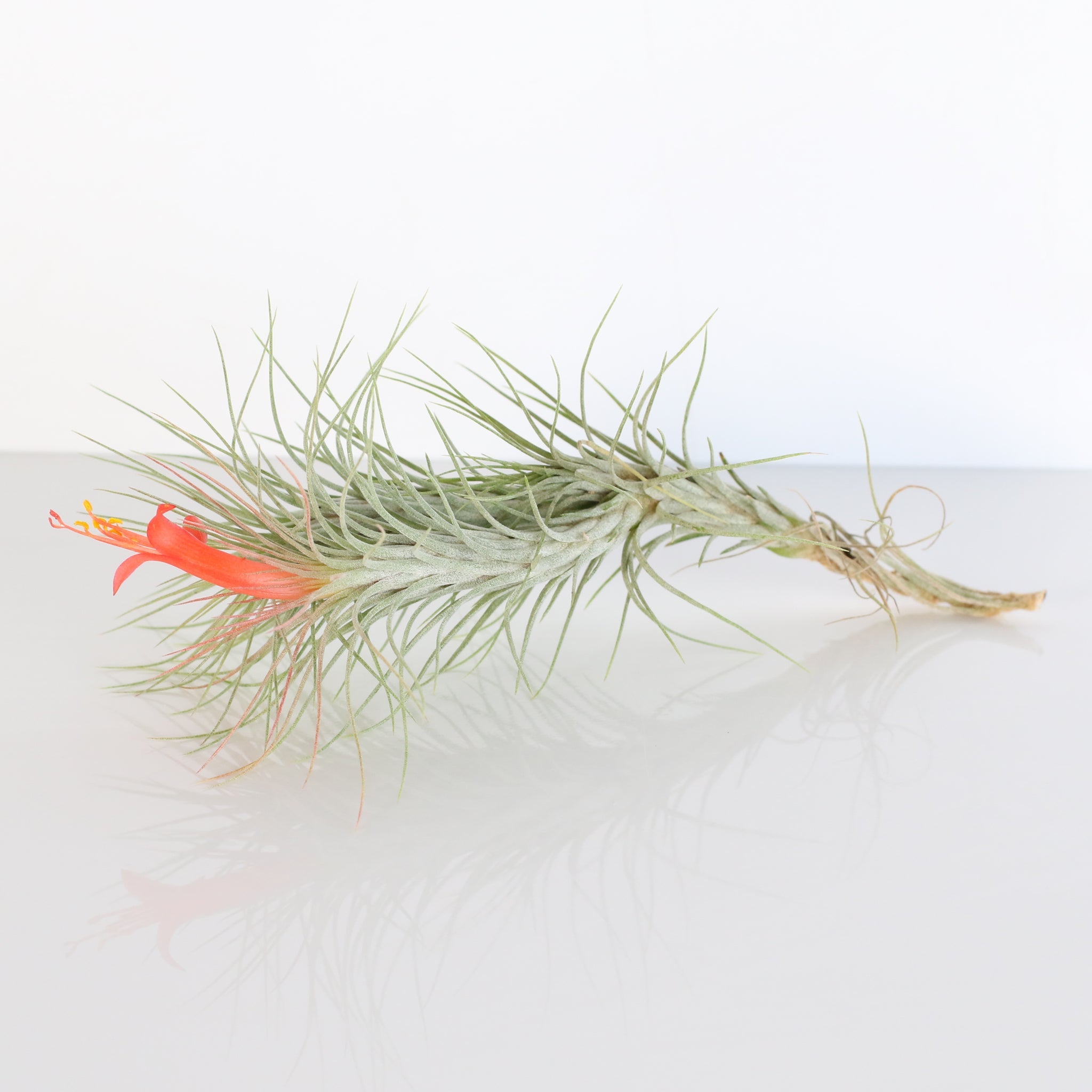 Luftpflanze Bareroot – Tillandsia funckiana