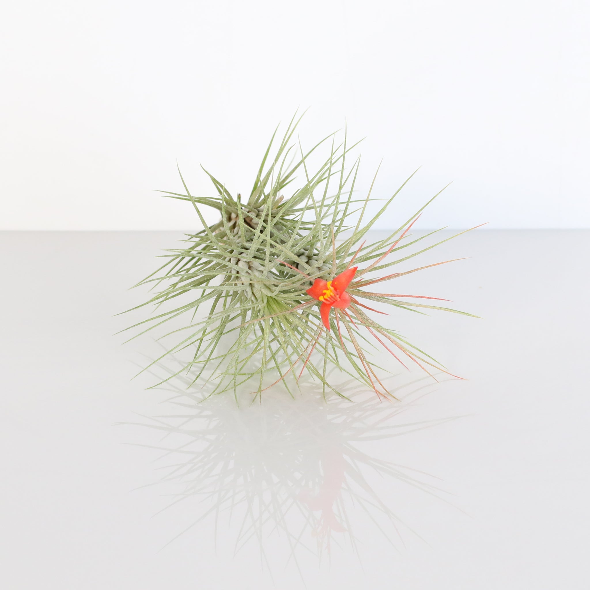Luftpflanze Bareroot – Tillandsia funckiana