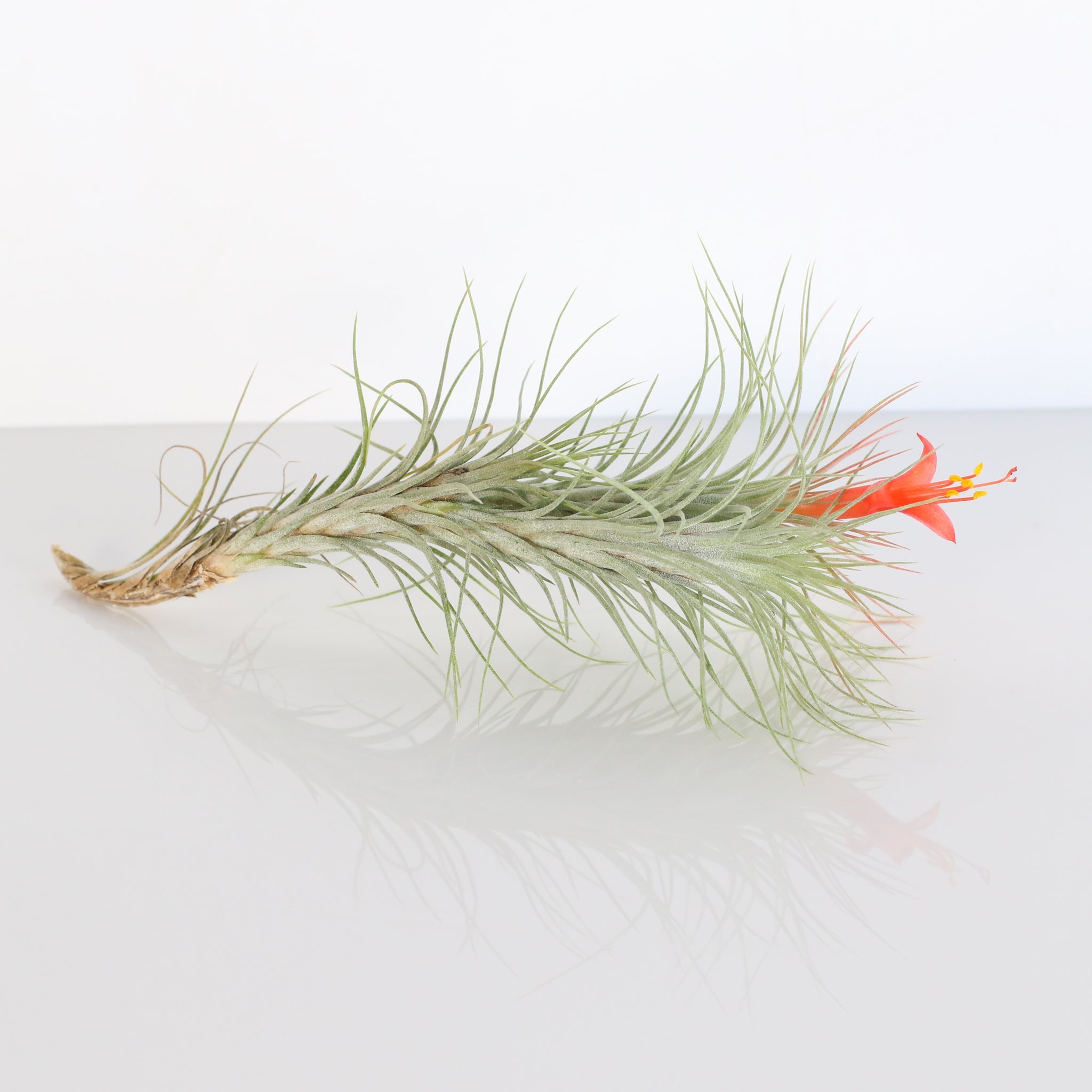 Luftpflanze Bareroot – Tillandsia funckiana