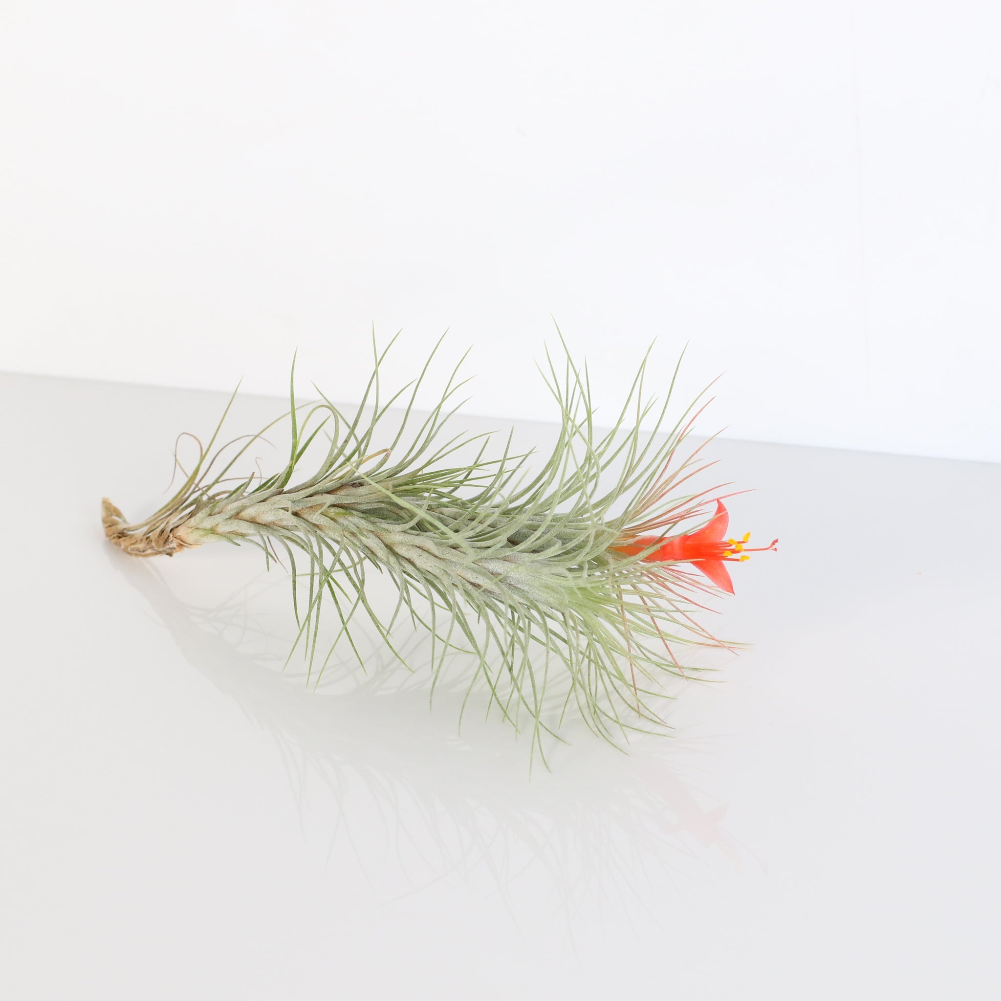 Luftpflanze Bareroot – Tillandsia funckiana