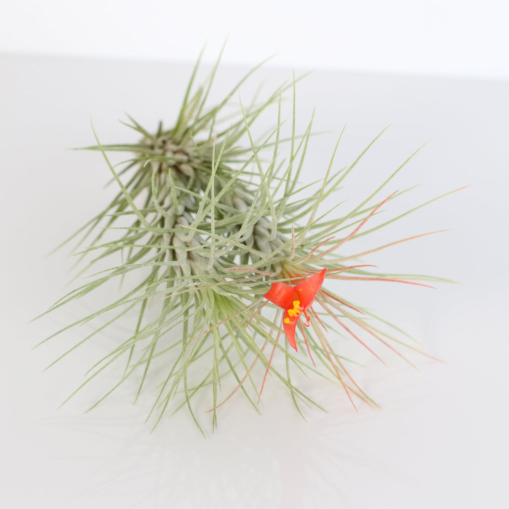Luftpflanze Bareroot – Tillandsia funckiana
