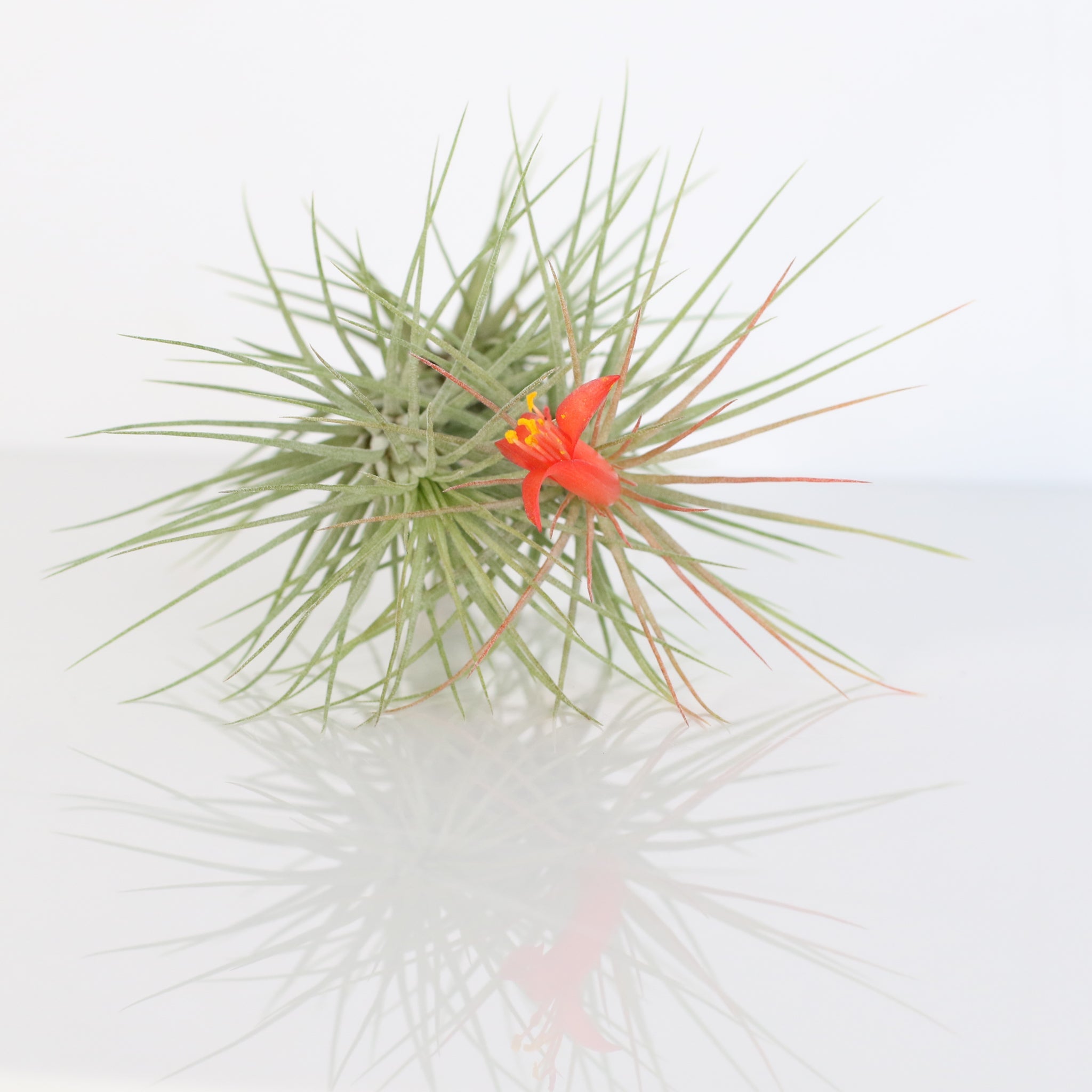 Luftpflanze Bareroot – Tillandsia funckiana