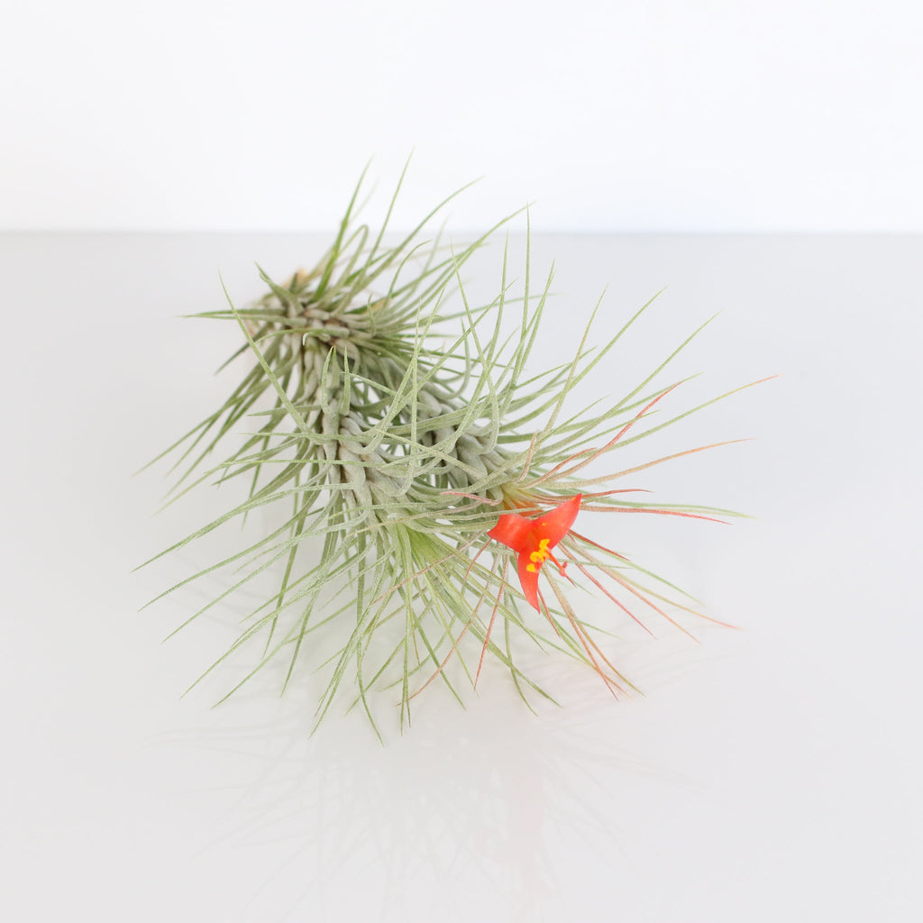 Luftpflanze Bareroot – Tillandsia funckiana