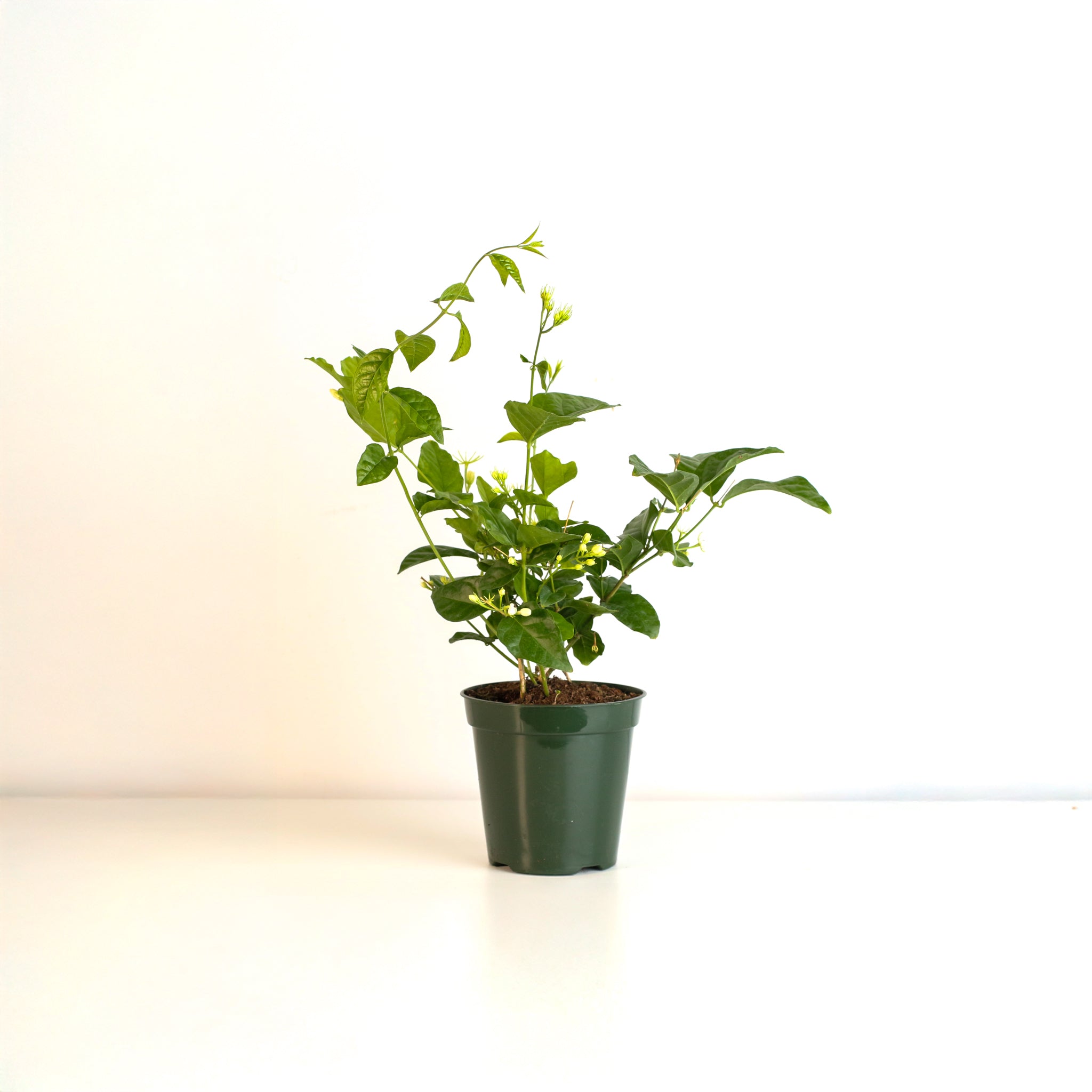 Jasmin Belle of India – Jasminum sambac