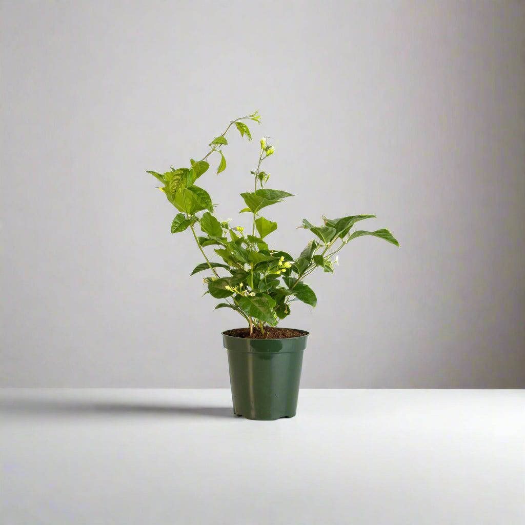 Jasmin Belle of India – Jasminum sambac