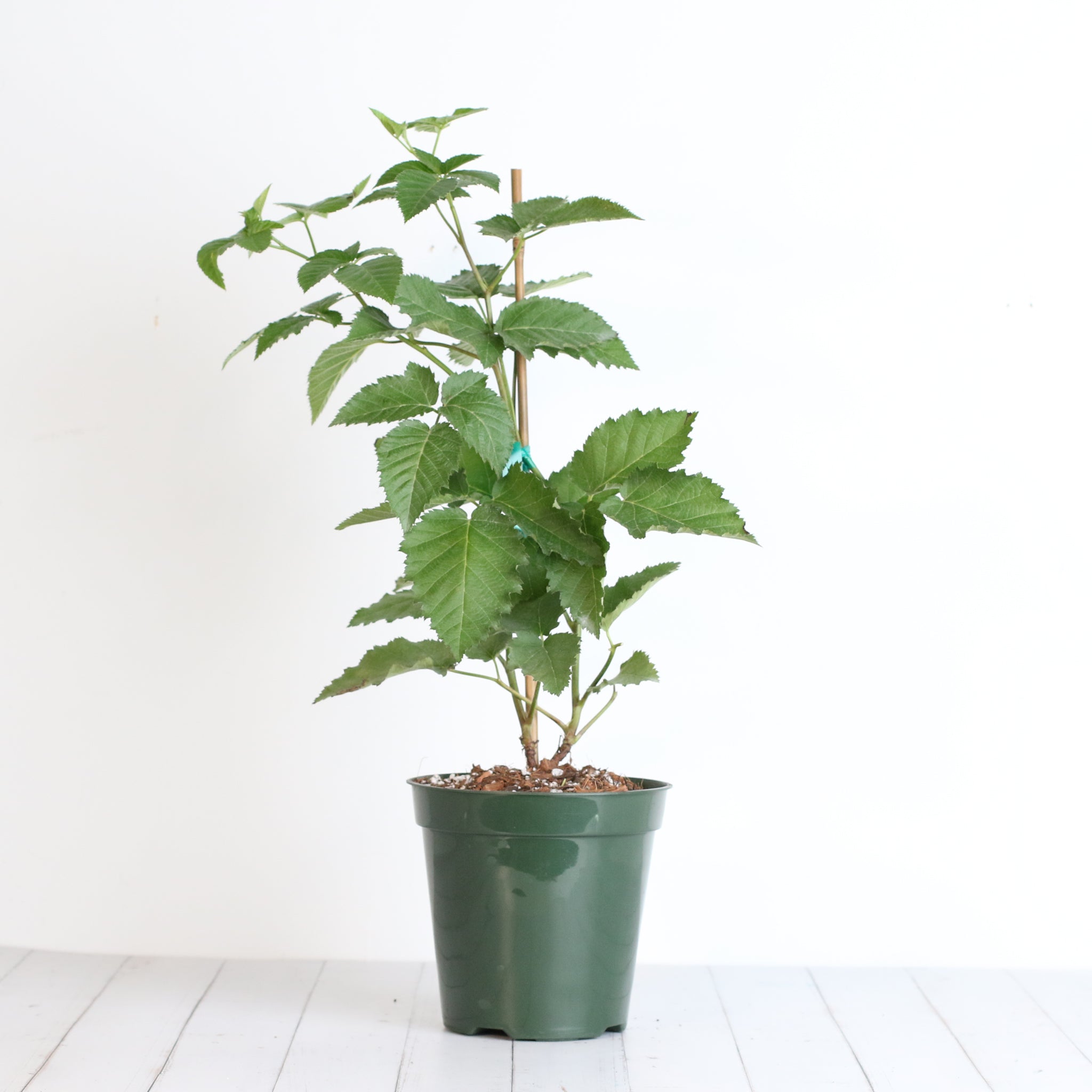Brombeere Prime Ark Freedom – Rubus