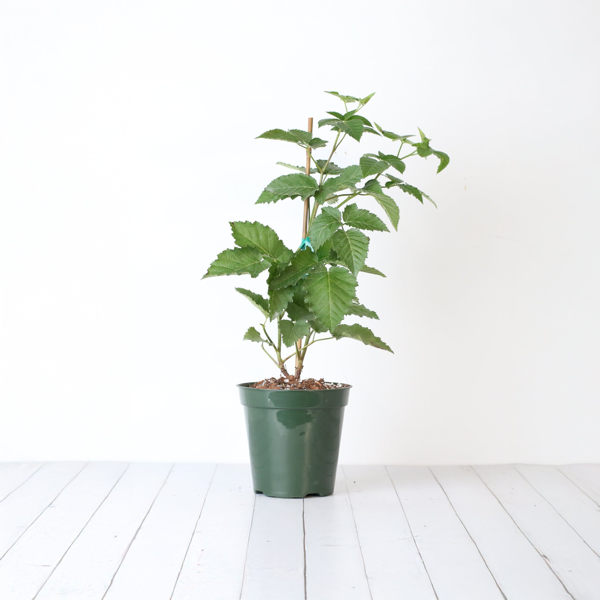 Brombeere Prime Ark Freedom – Rubus