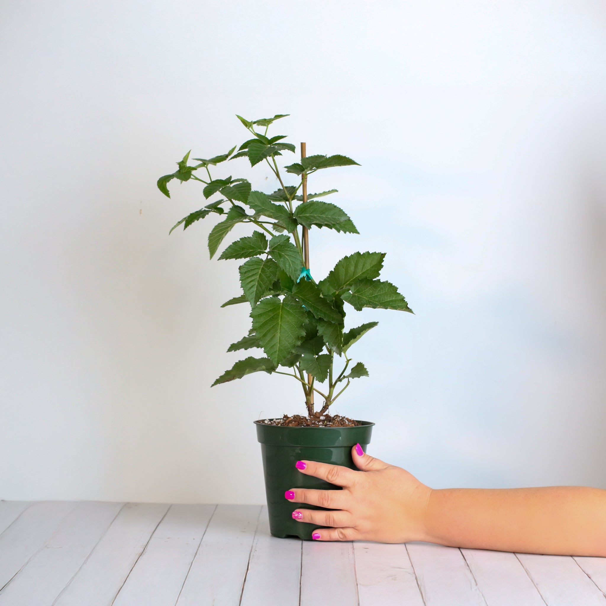 Brombeere Prime Ark Freedom – Rubus