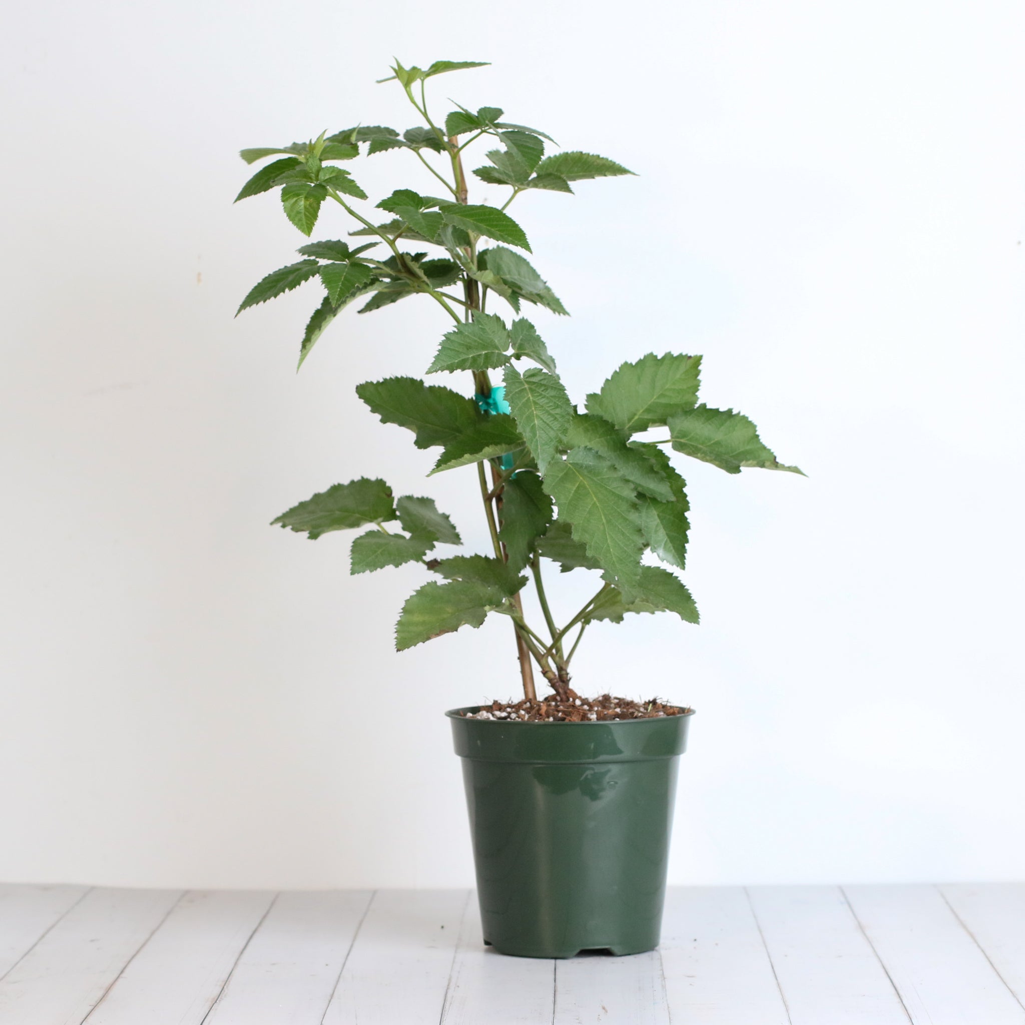 Brombeere Prime Ark Freedom – Rubus