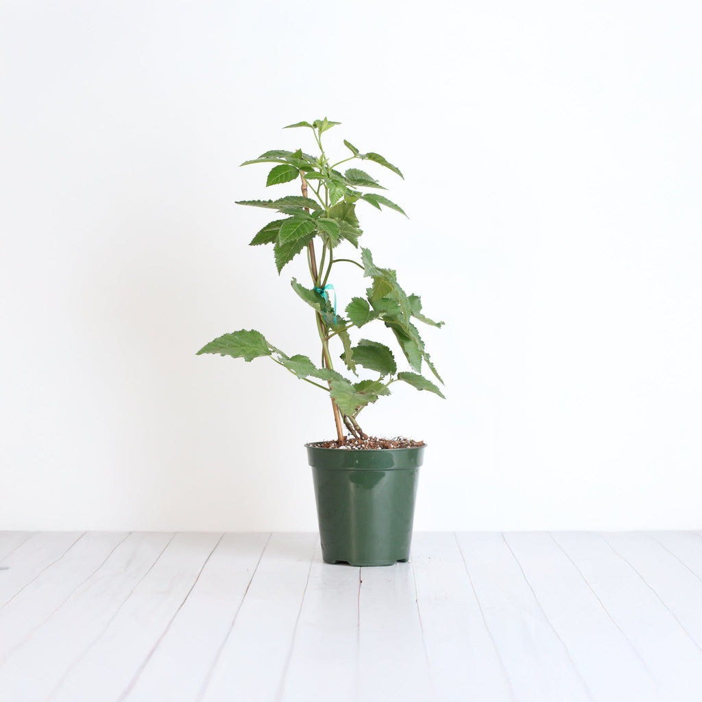 Brombeere Prime Ark Freedom – Rubus