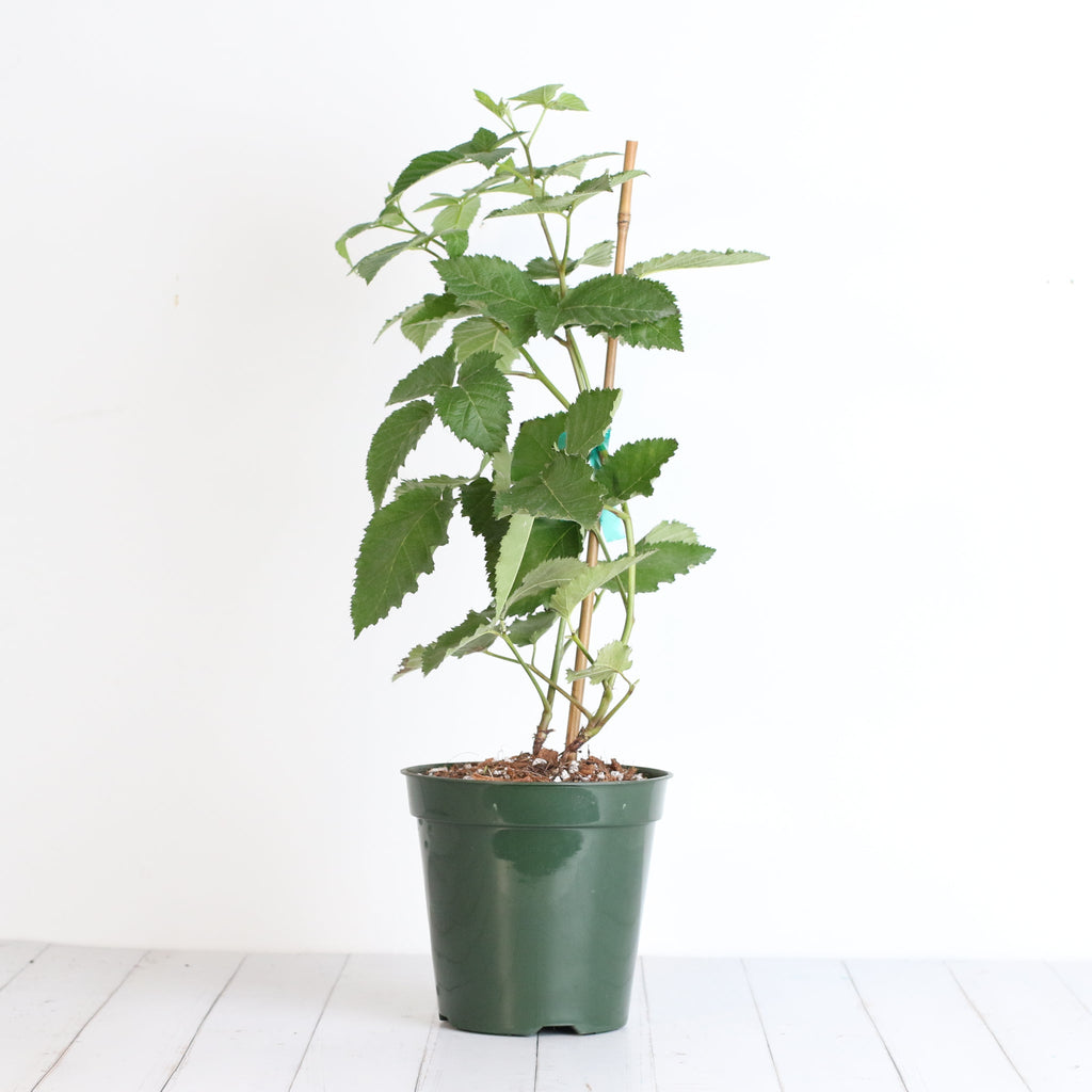 Brombeere Prime Ark Freedom – Rubus