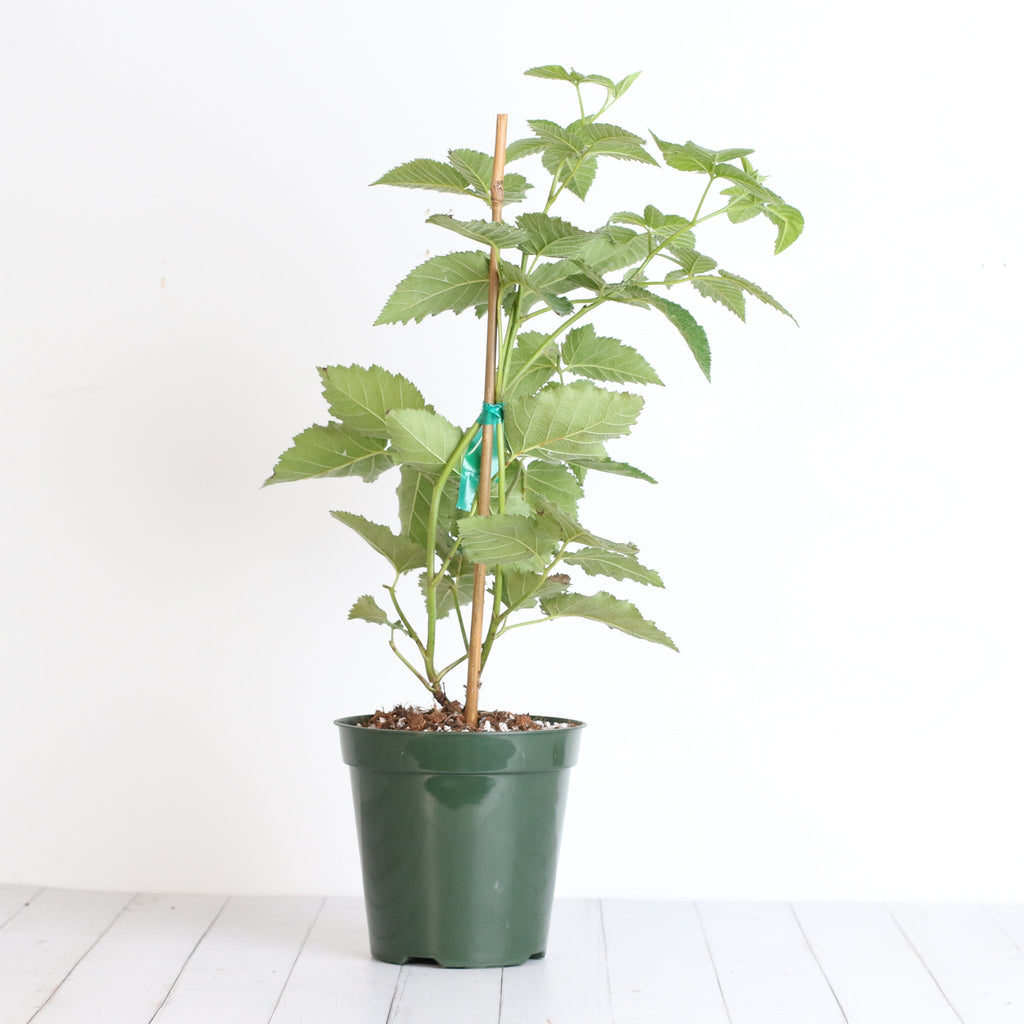 Brombeere Prime Ark Freedom – Rubus
