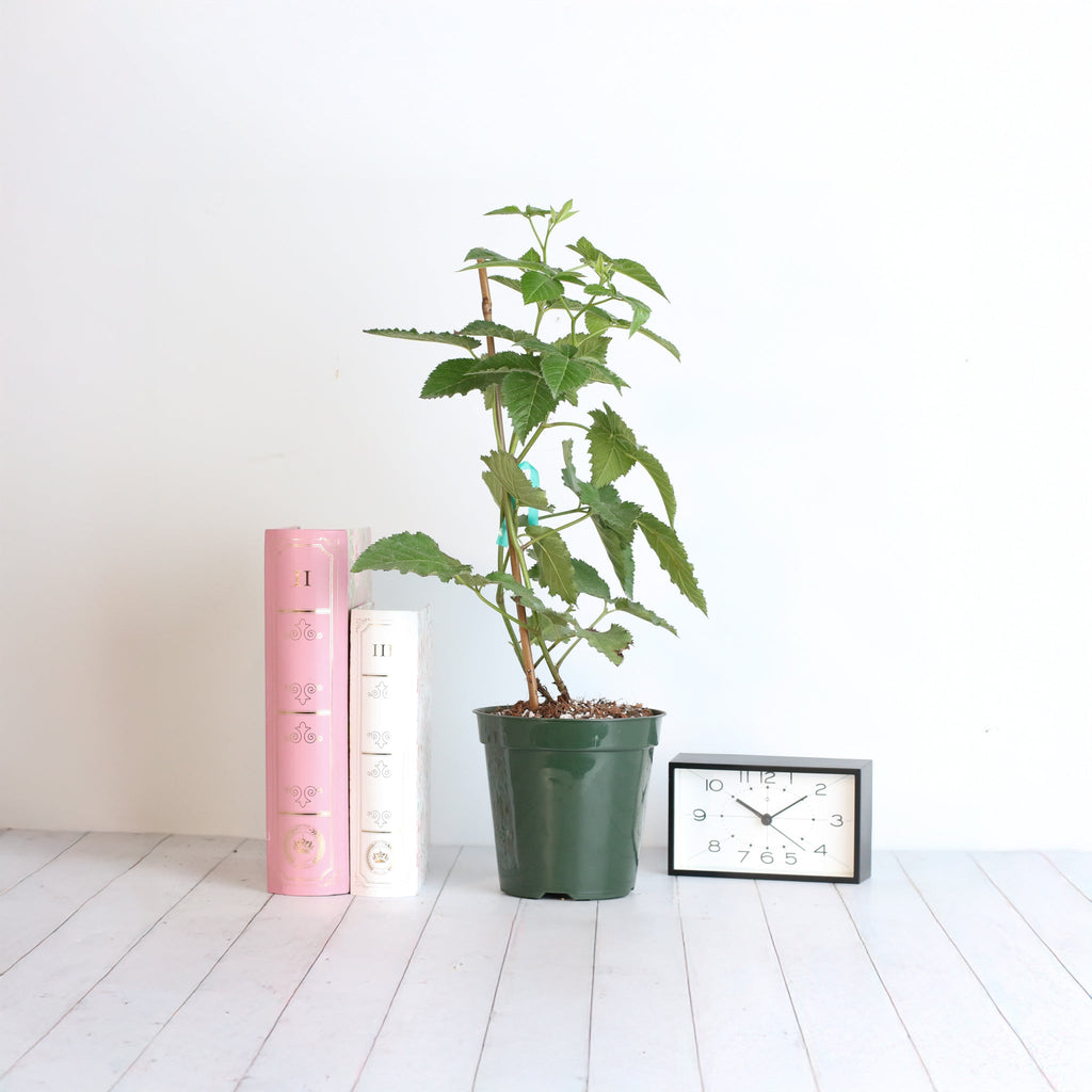 Brombeere Prime Ark Freedom – Rubus