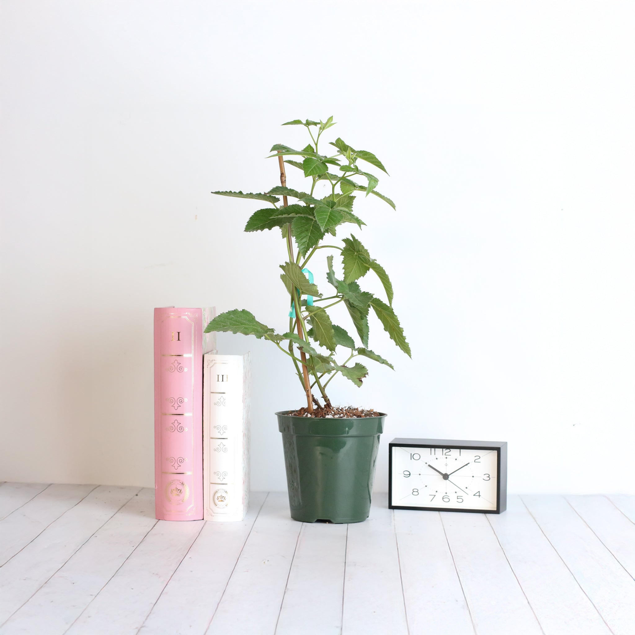 Brombeere Prime Ark Freedom – Rubus