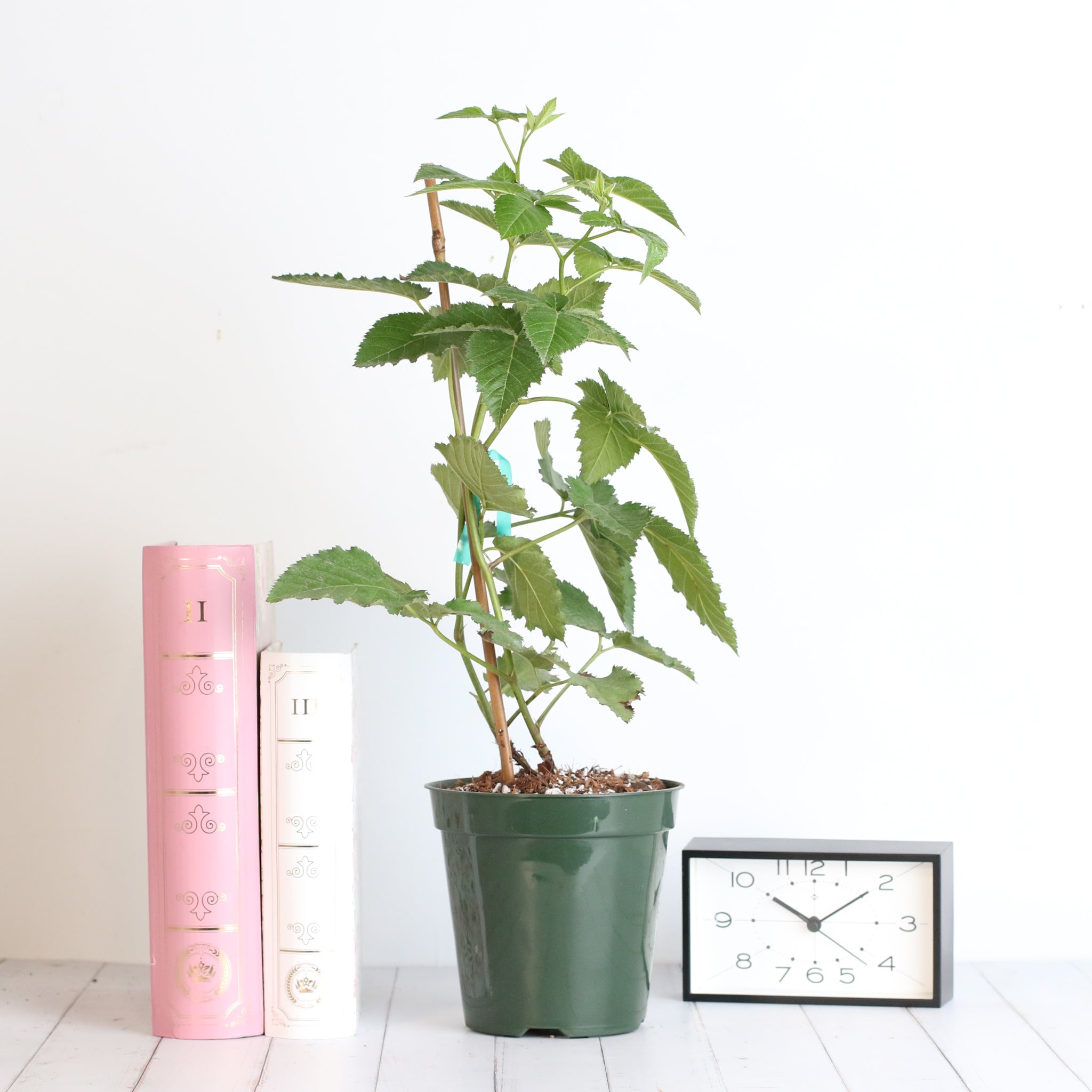 Brombeere Prime Ark Freedom – Rubus