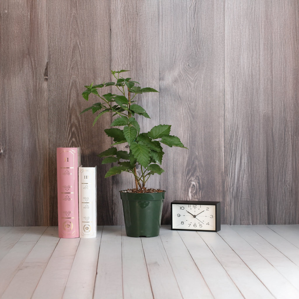 Brombeere Prime Ark Freedom – Rubus