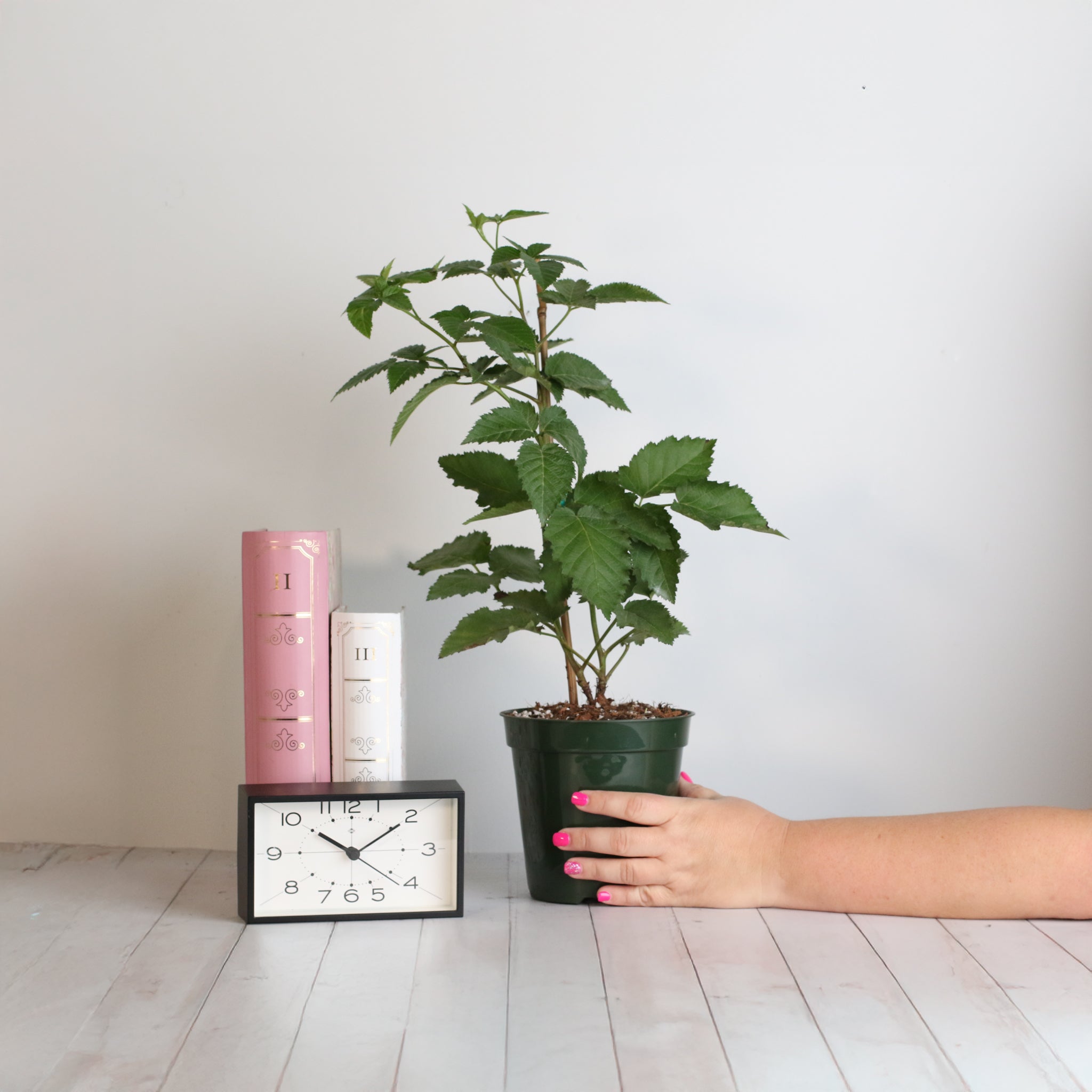 Brombeere Prime Ark Freedom – Rubus