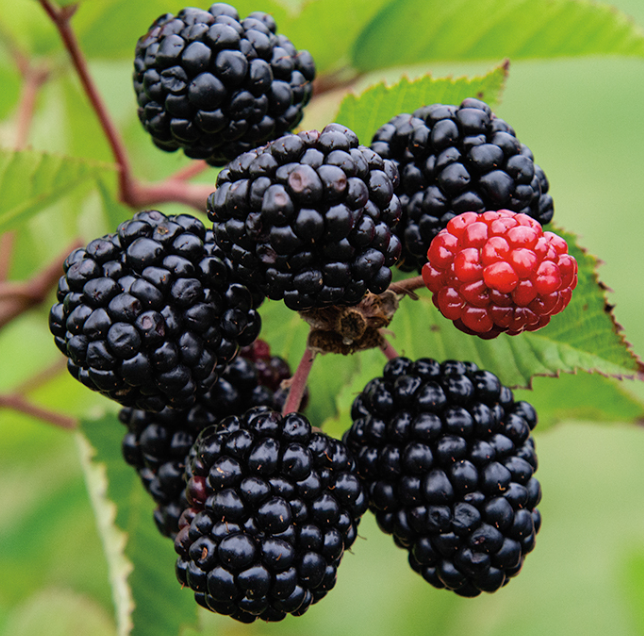 Brombeere Prime Ark Freedom – Rubus