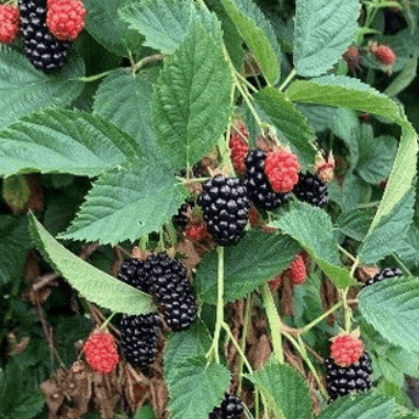 Brombeere Prime Ark Freedom – Rubus