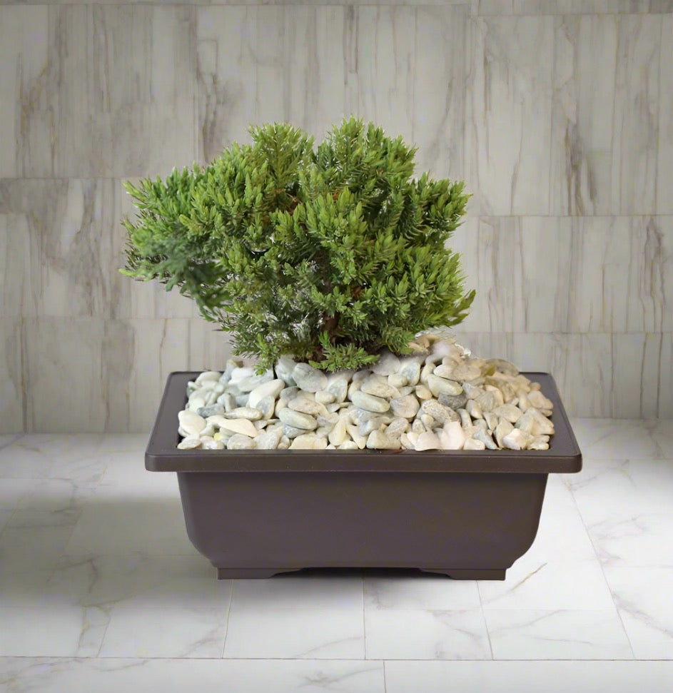 Bonsai Japanischer Wacholder – Juniperus