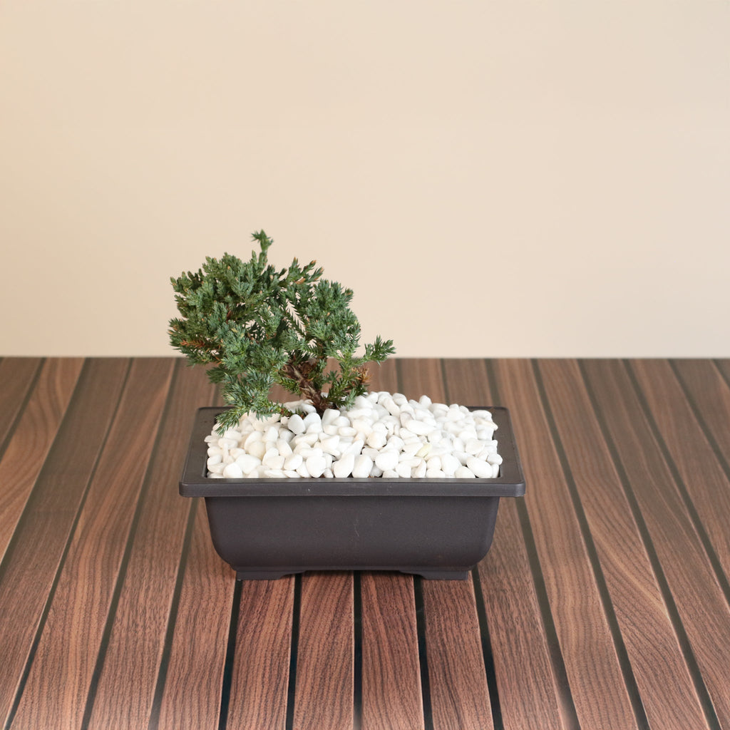 Bonsai Japanischer Wacholder – Juniperus