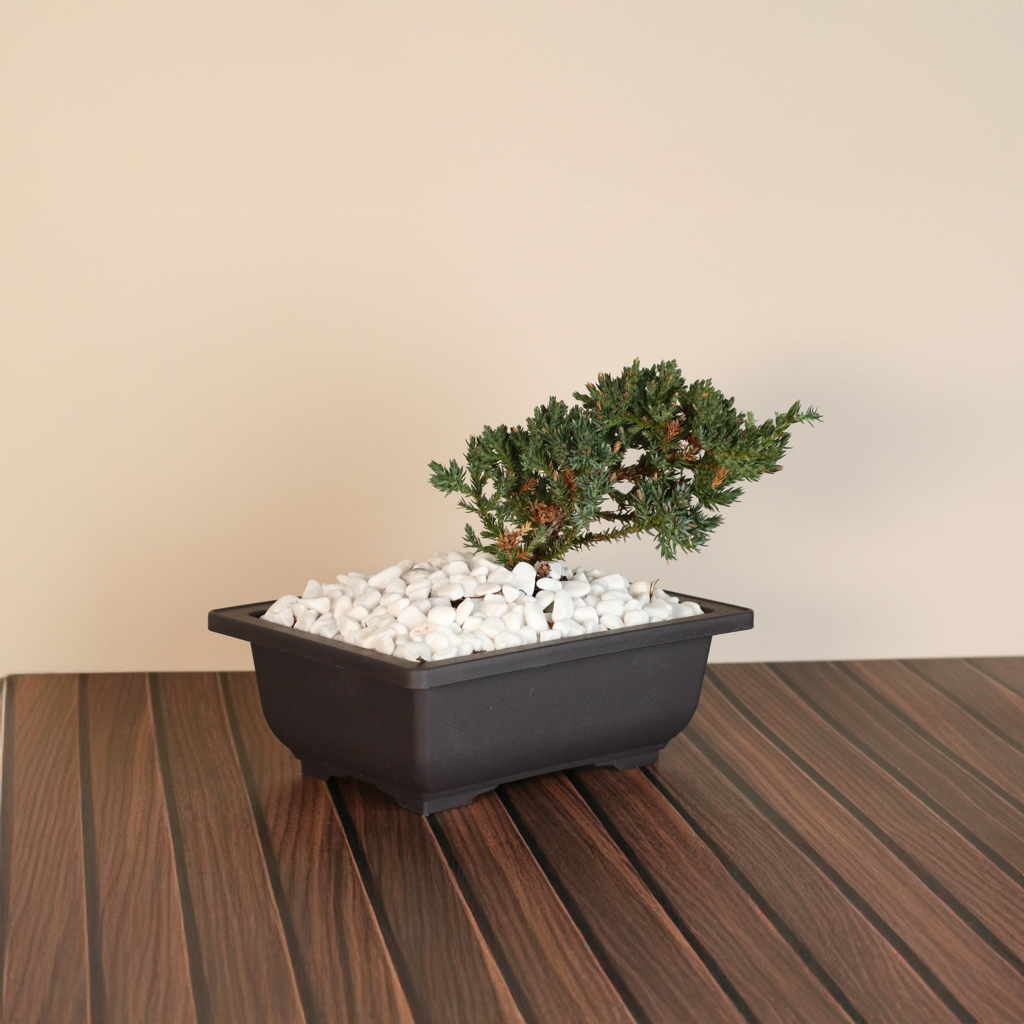 Bonsai Japanischer Wacholder – Juniperus