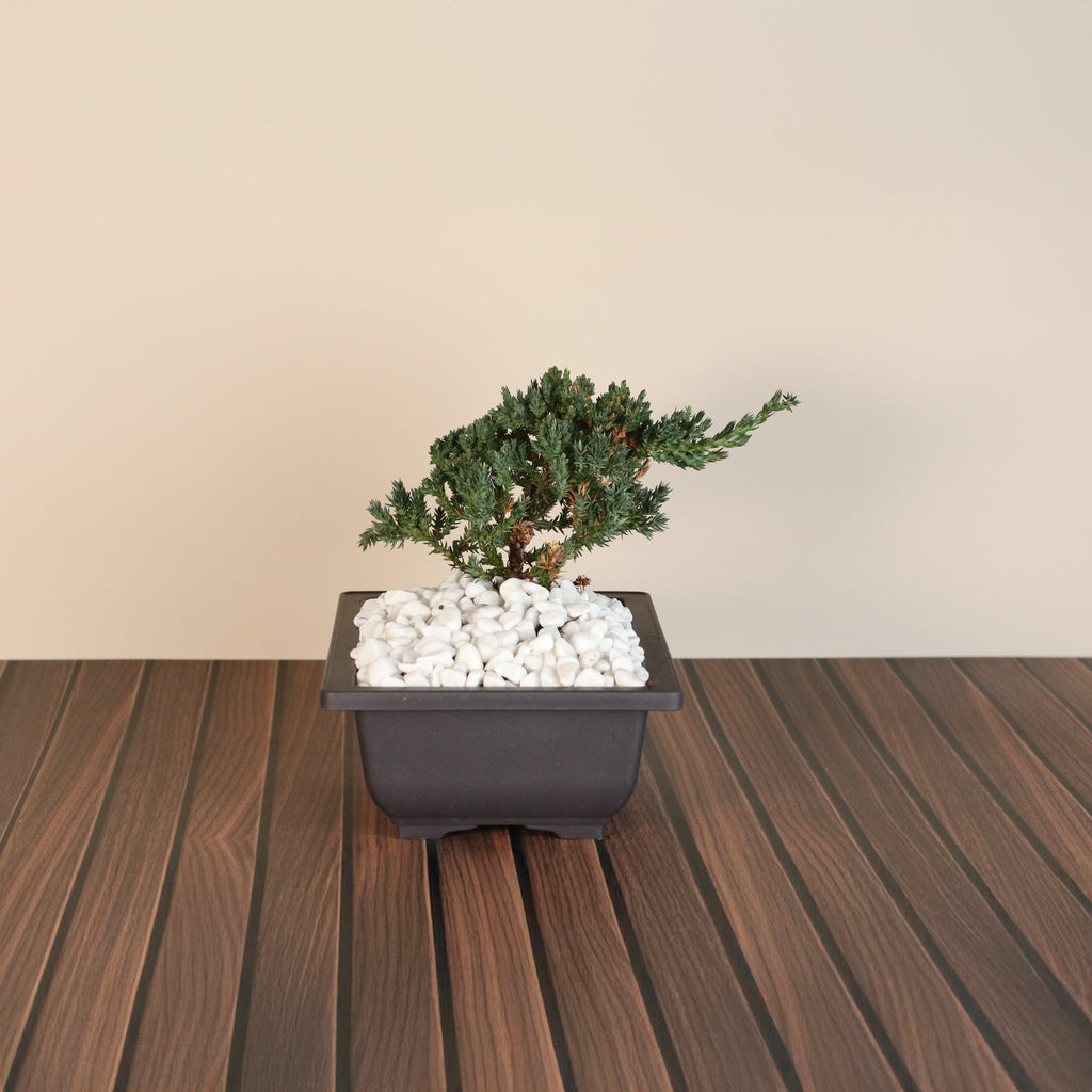 Bonsai Japanischer Wacholder – Juniperus