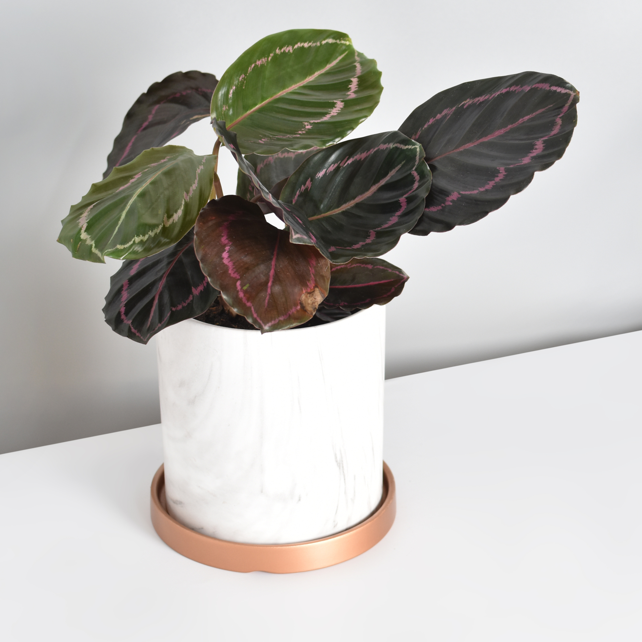 Calathea Dottie – Gebetspflanze