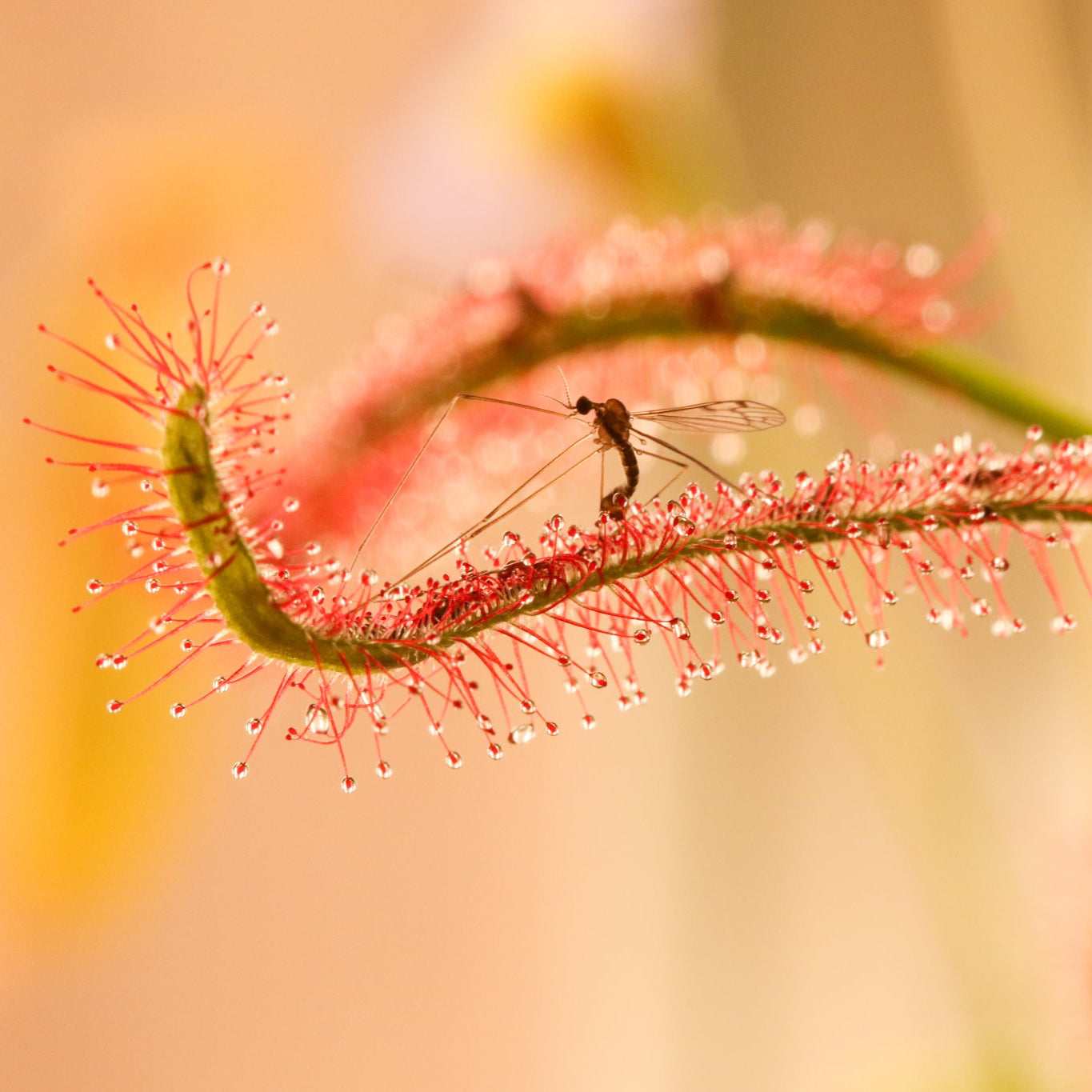 Sonnentau (Drosera capensis) Fleischfressende Pflanze