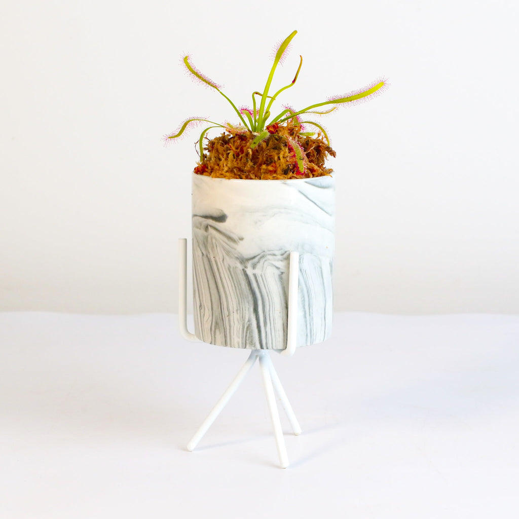 Sonnentau (Drosera capensis) Fleischfressende Pflanze