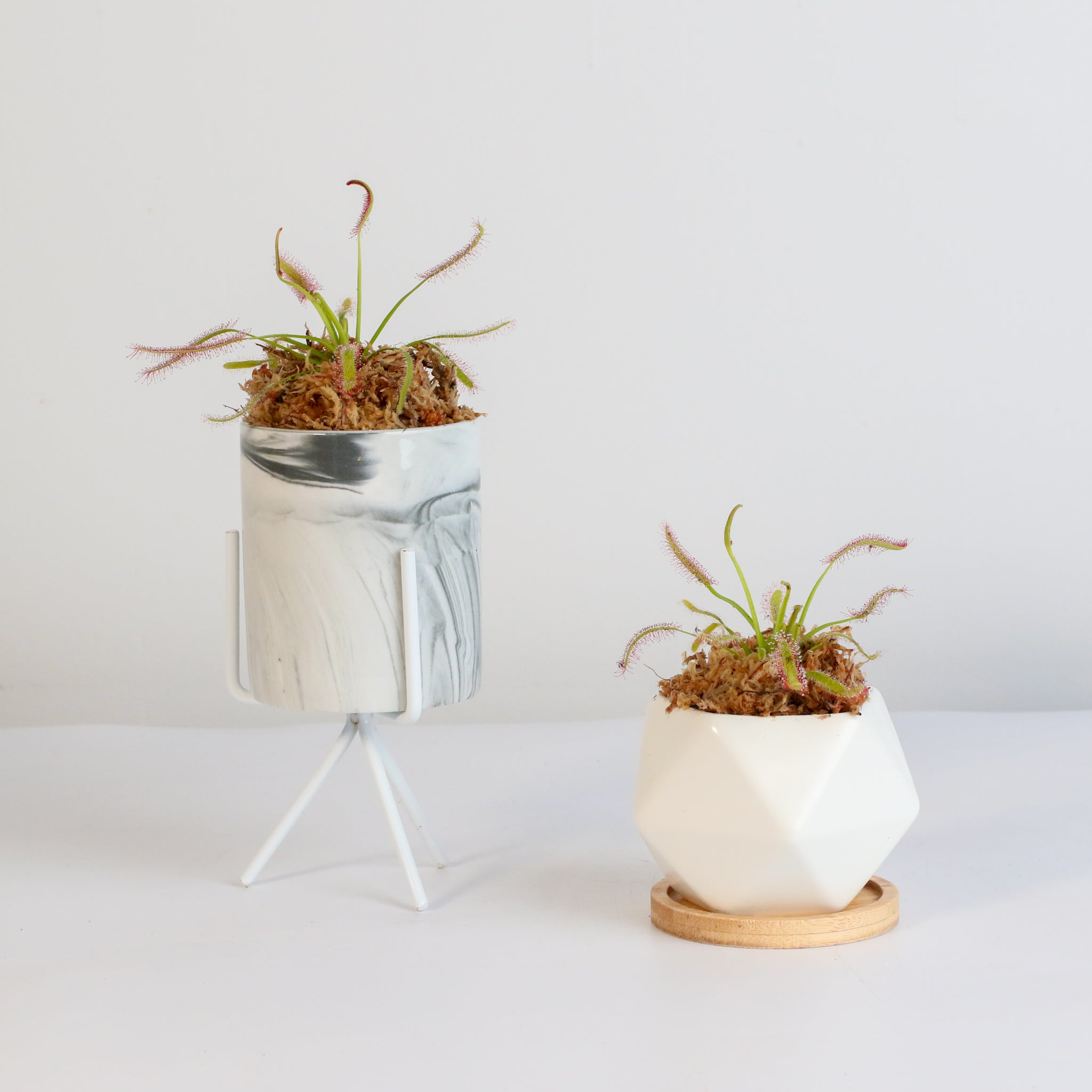 Sonnentau (Drosera capensis) Fleischfressende Pflanze
