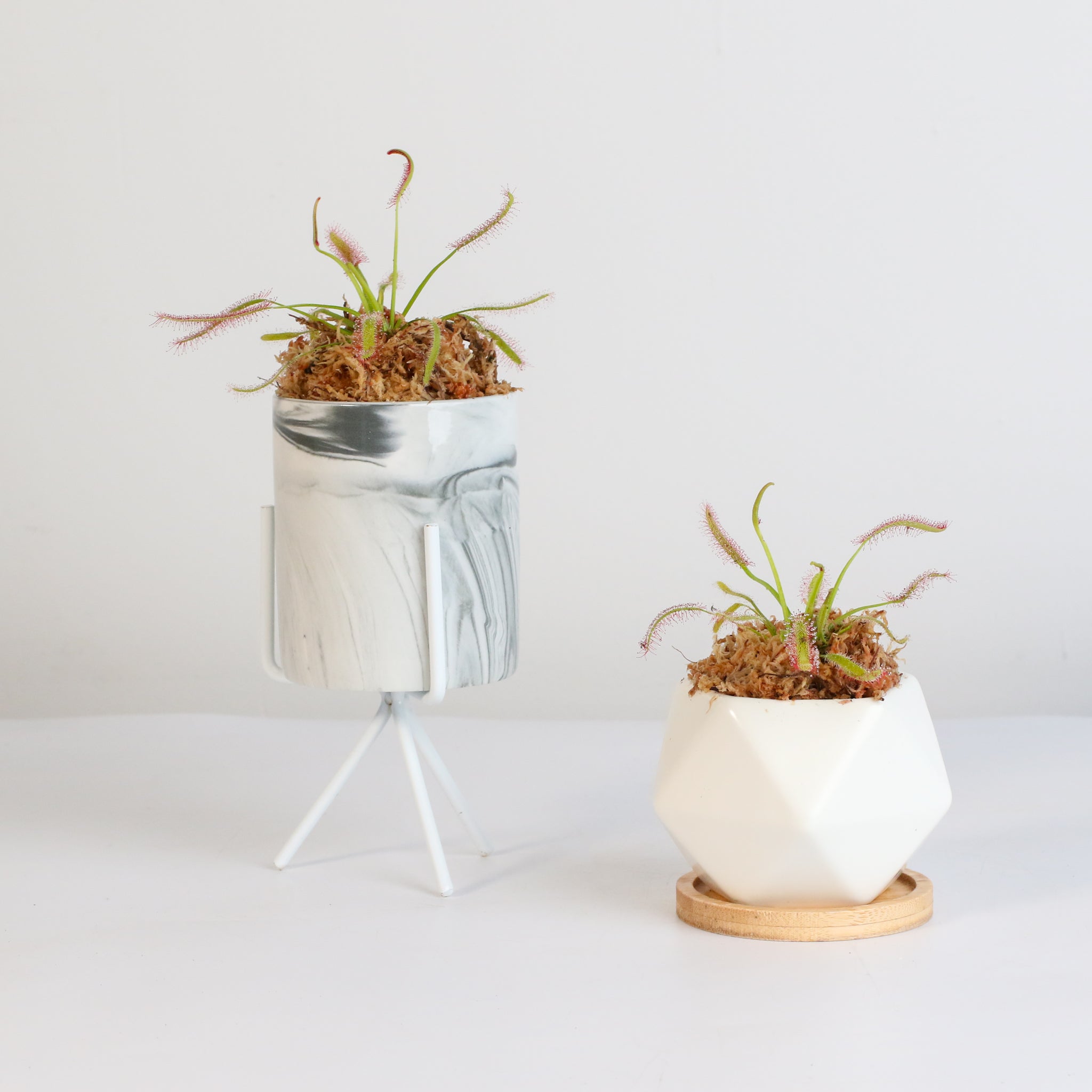 Sonnentau (Drosera capensis) Fleischfressende Pflanze